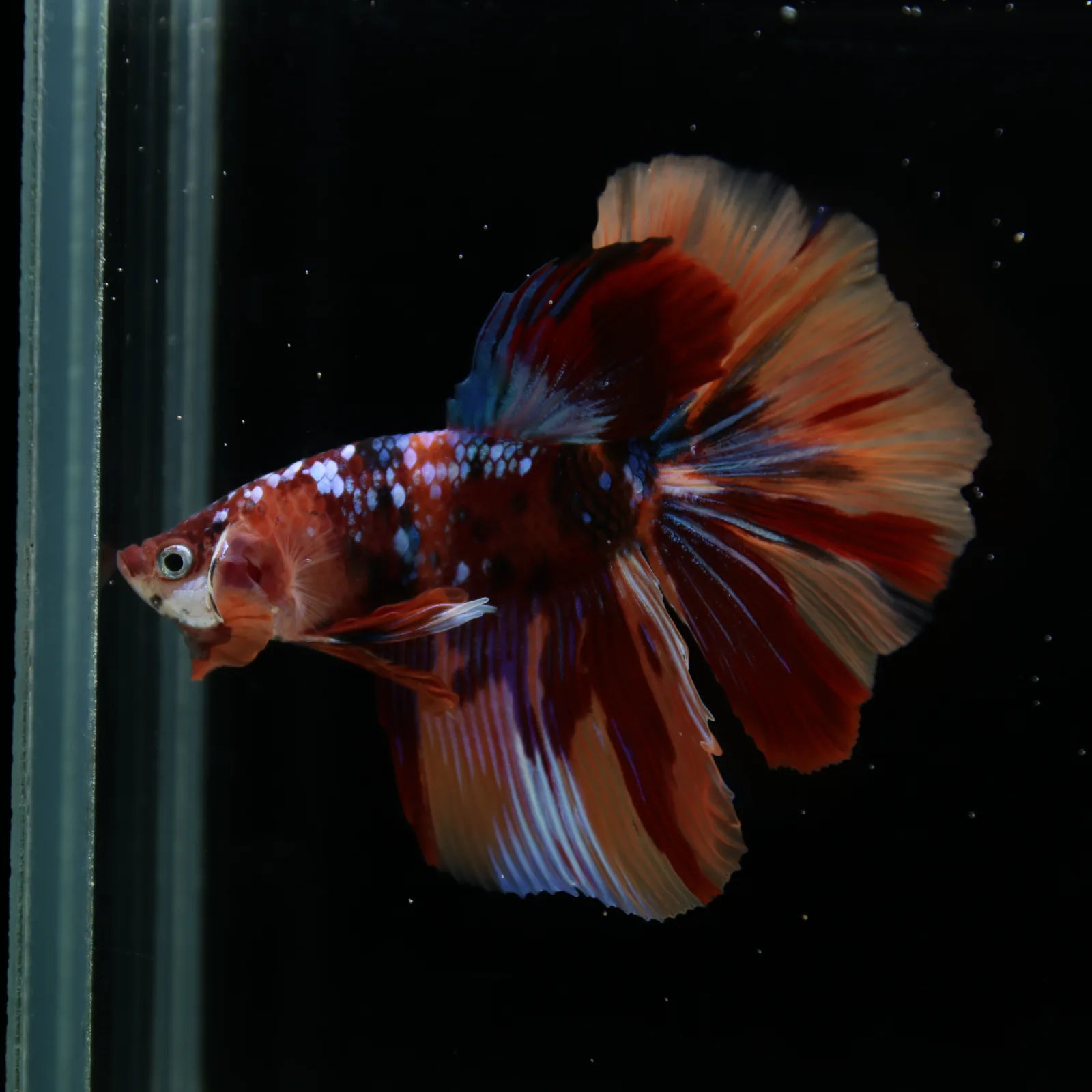 Male Halfmoon Multicolor Betta Fish – Red, Orange & Metallic Blue Marble media 11