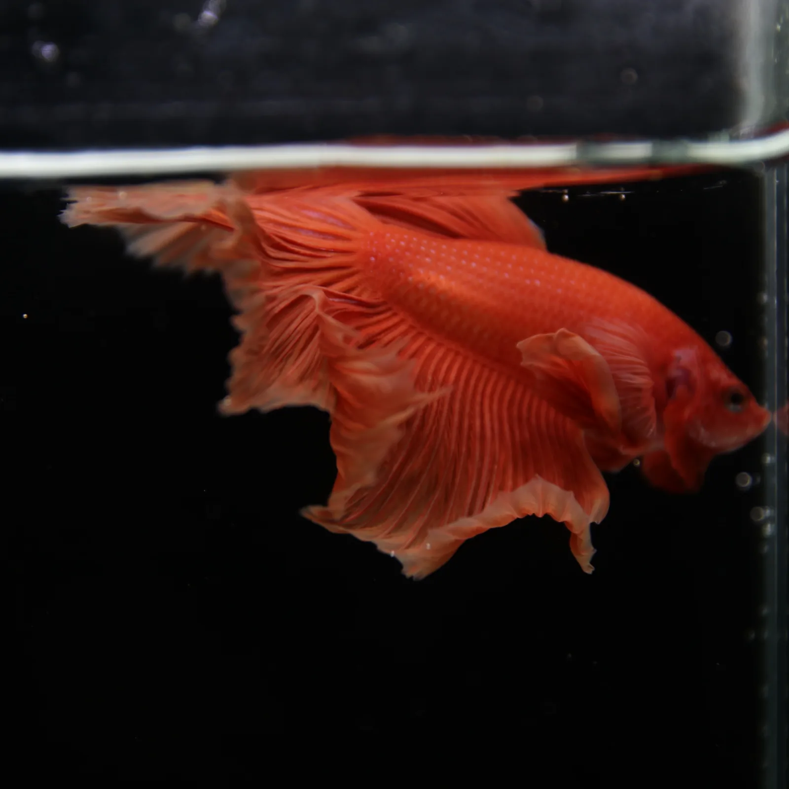 Show Grade Orange Halfmoon Betta Fish – Male Betta splendens media 13