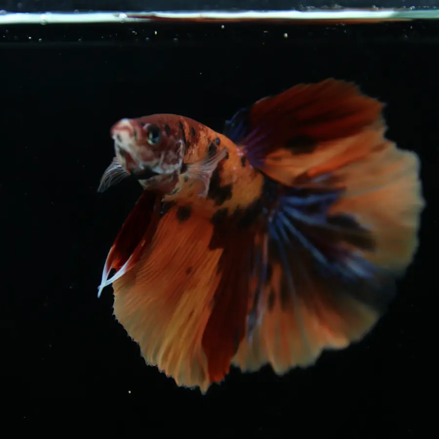 Show Grade Male Halfmoon Multicolor Betta – Orange, Black & Metallic Blue Marble