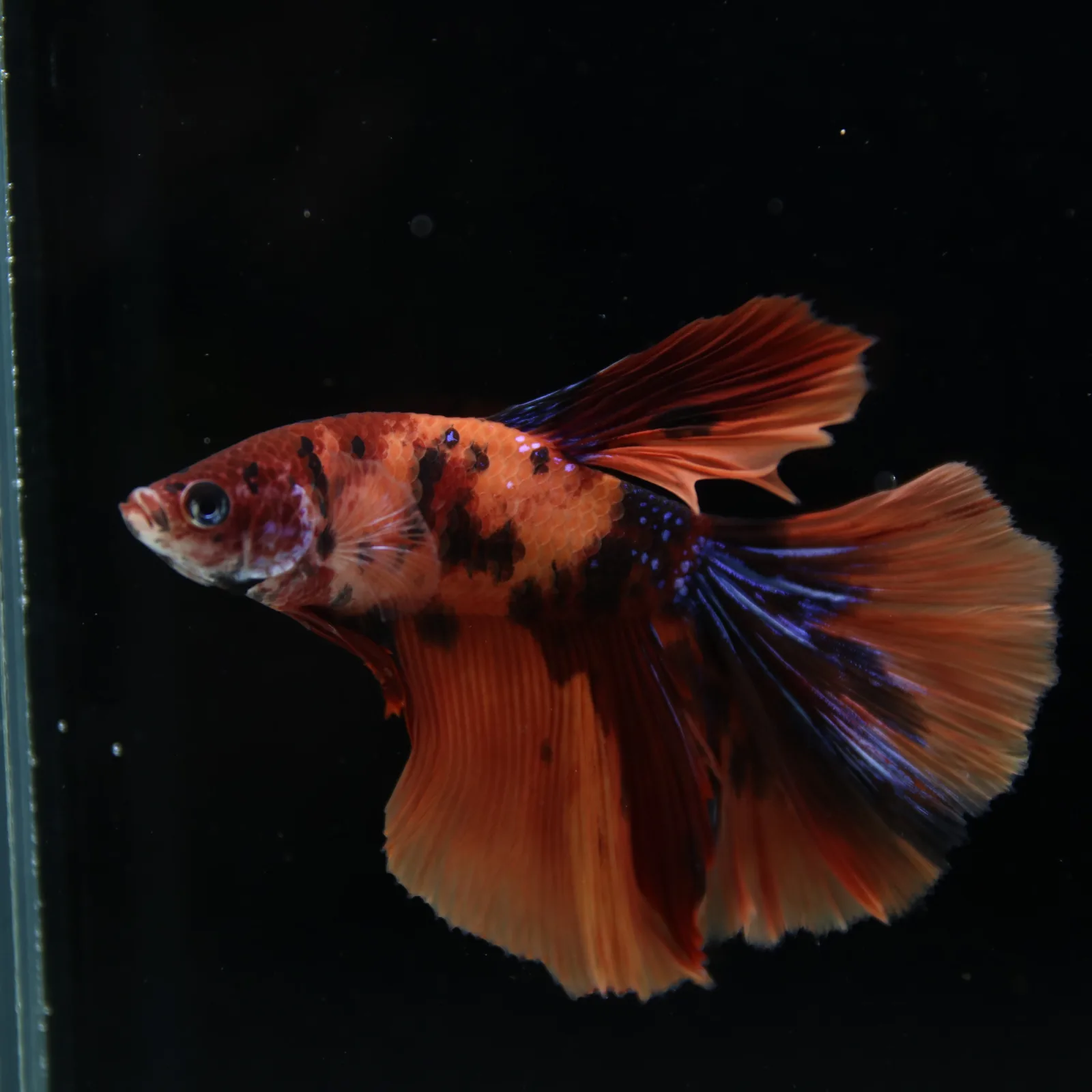 Show Grade Male Halfmoon Multicolor Betta – Orange, Black & Metallic Blue Marble media 3