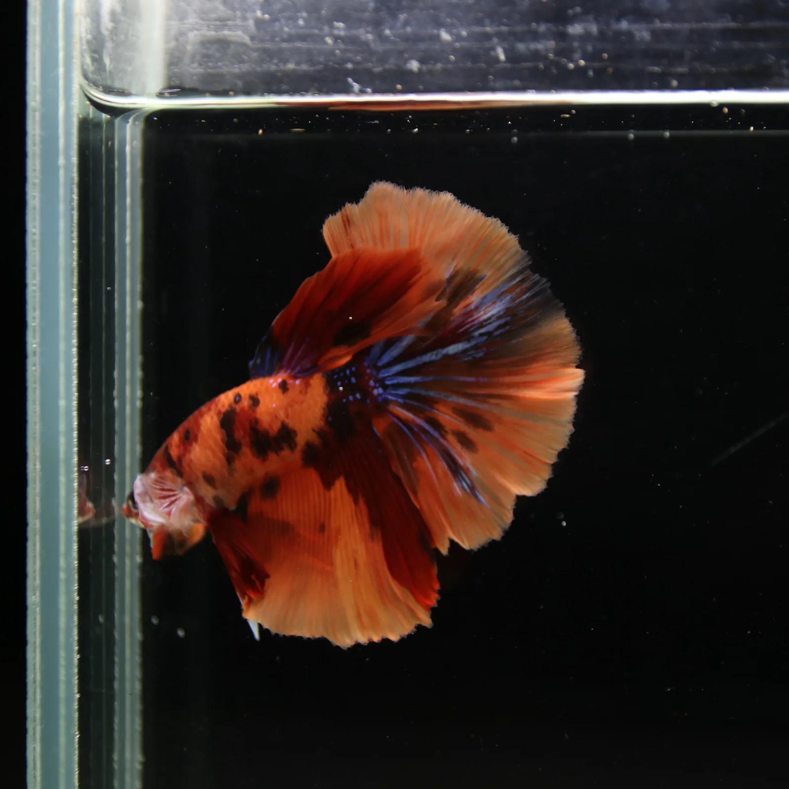 Show Grade Male Halfmoon Multicolor Betta – Orange, Black & Metallic Blue Marble media 4