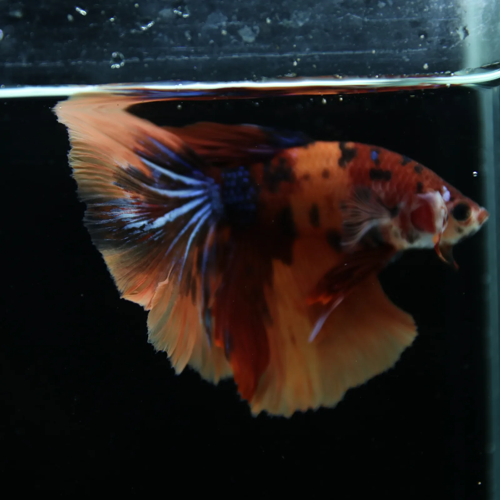 Show Grade Male Halfmoon Multicolor Betta – Orange, Black & Metallic Blue Marble media 8