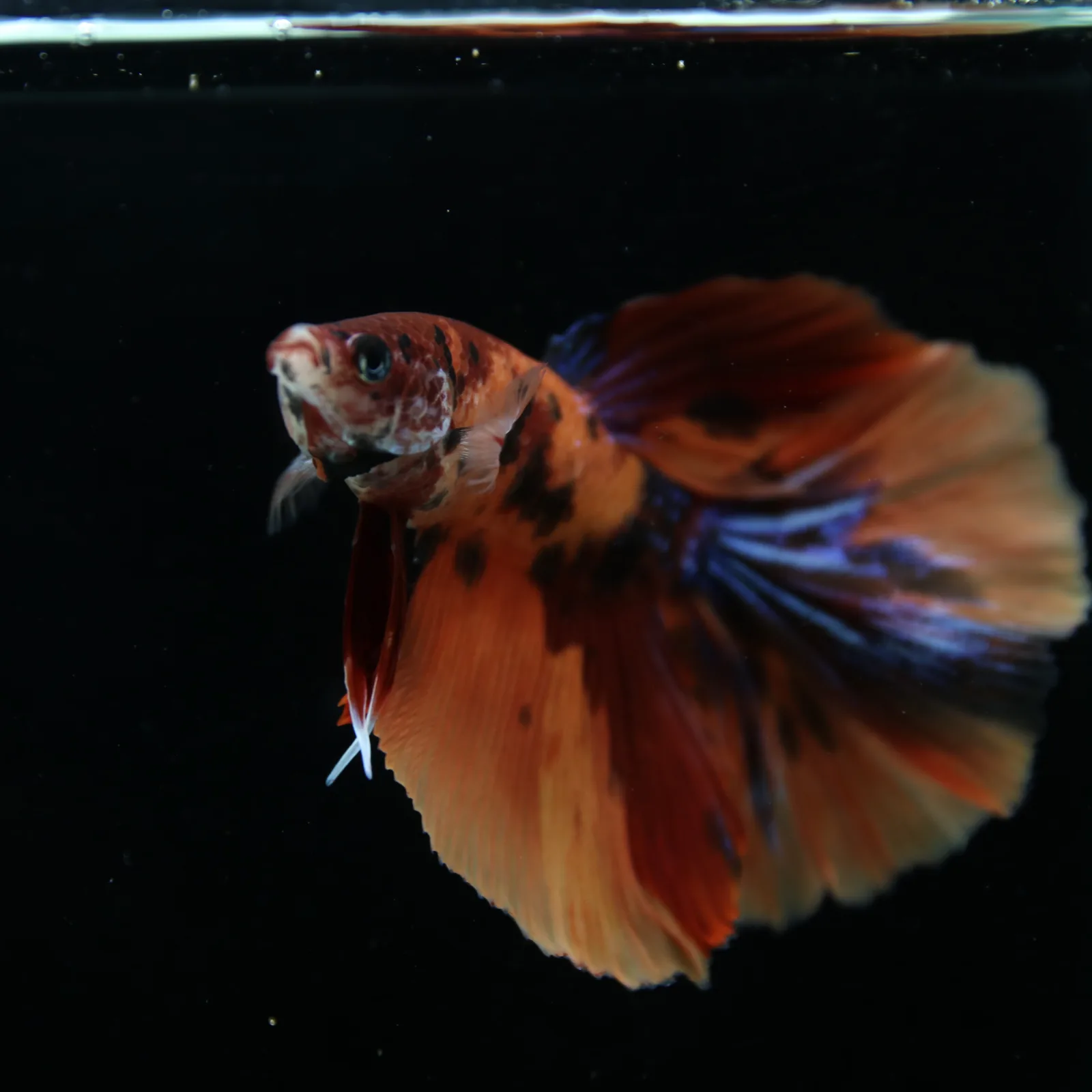 Show Grade Male Halfmoon Multicolor Betta – Orange, Black & Metallic Blue Marble media 9