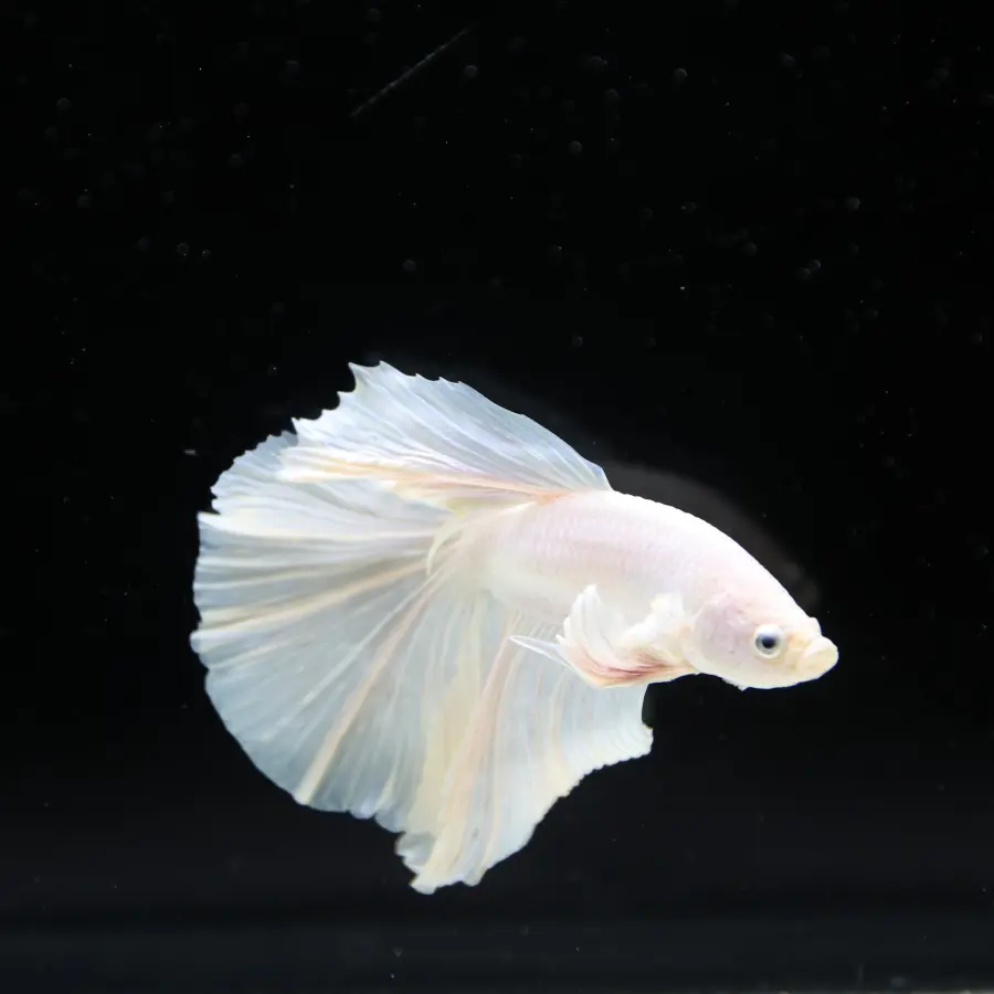 Male White Platinum Halfmoon Betta Fish – Pearly White Long-Fin Betta