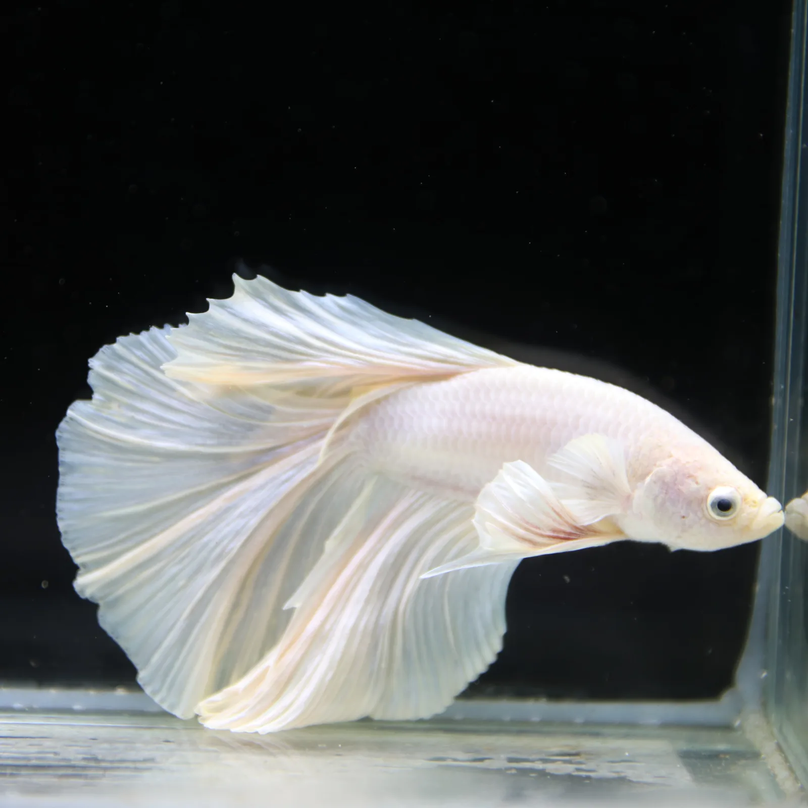 Male White Platinum Halfmoon Betta Fish – Pearly White Long-Fin Betta media 2