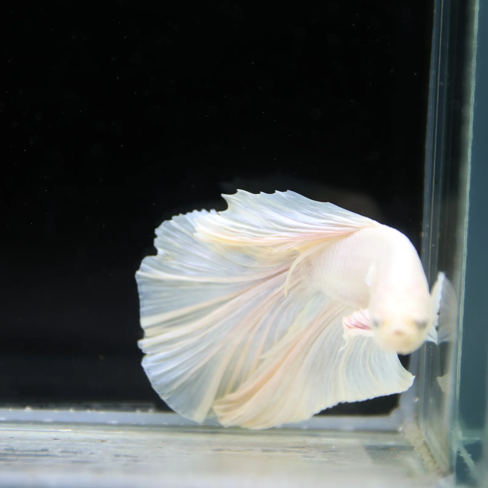 Male White Platinum Halfmoon Betta Fish – Pearly White Long-Fin Betta media 3