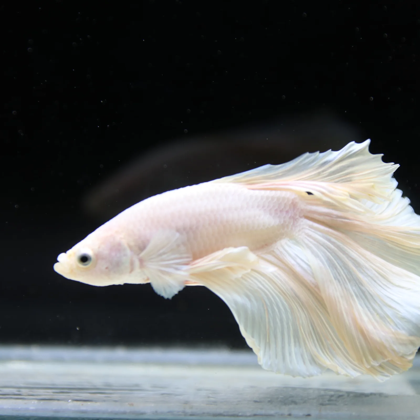 Male White Platinum Halfmoon Betta Fish – Pearly White Long-Fin Betta media 4