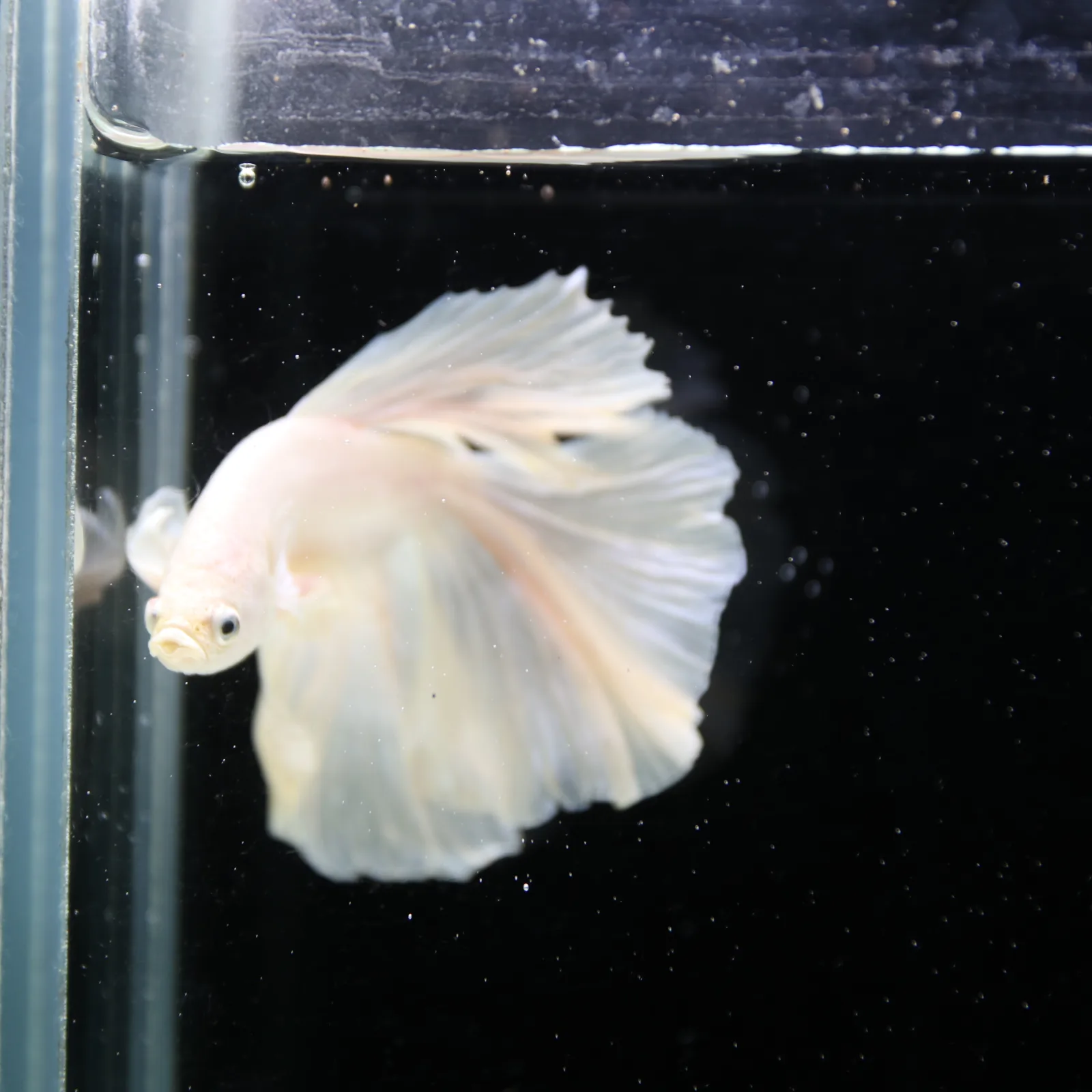 Male White Platinum Halfmoon Betta Fish – Pearly White Long-Fin Betta media 7