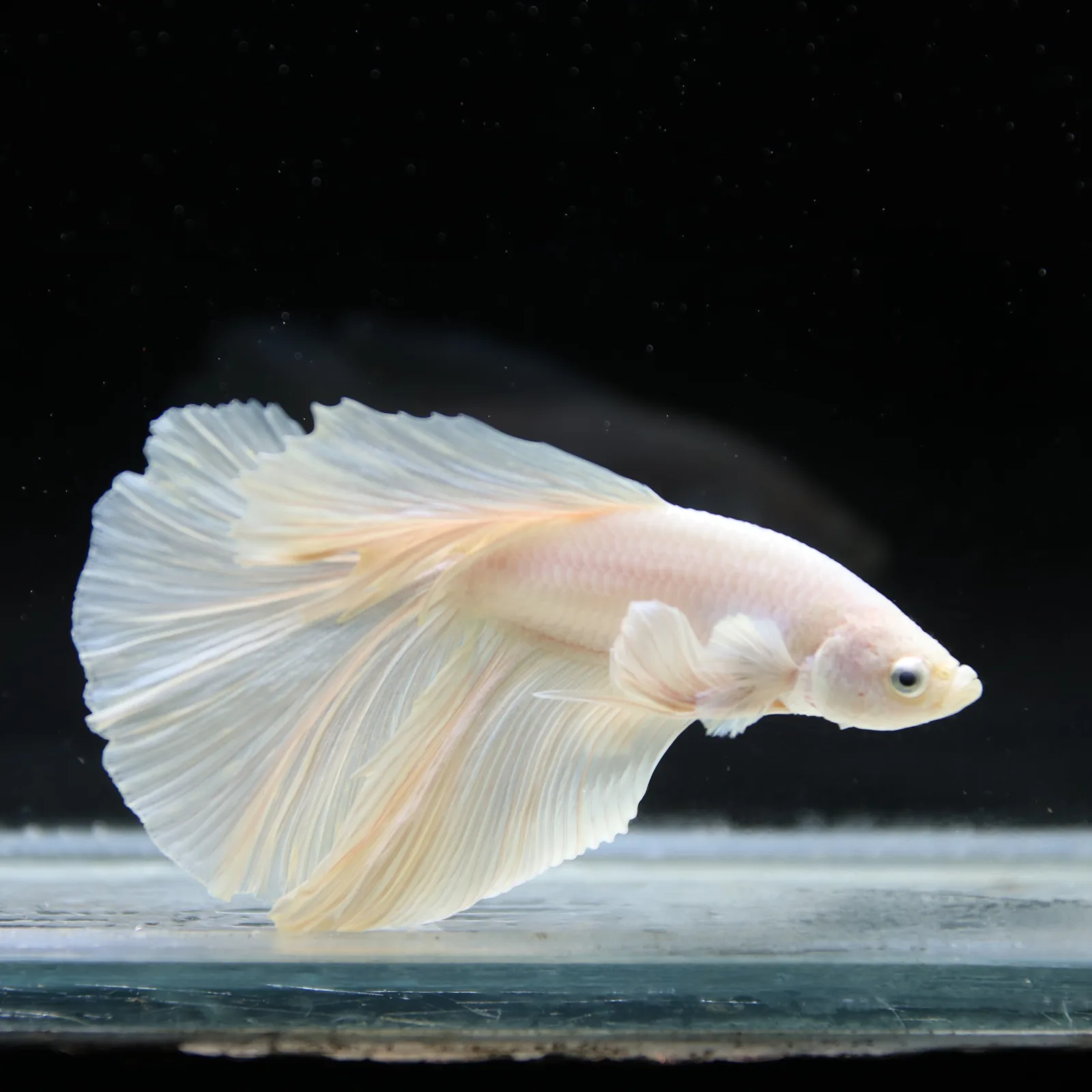 Male White Platinum Halfmoon Betta Fish – Pearly White Long-Fin Betta media 10