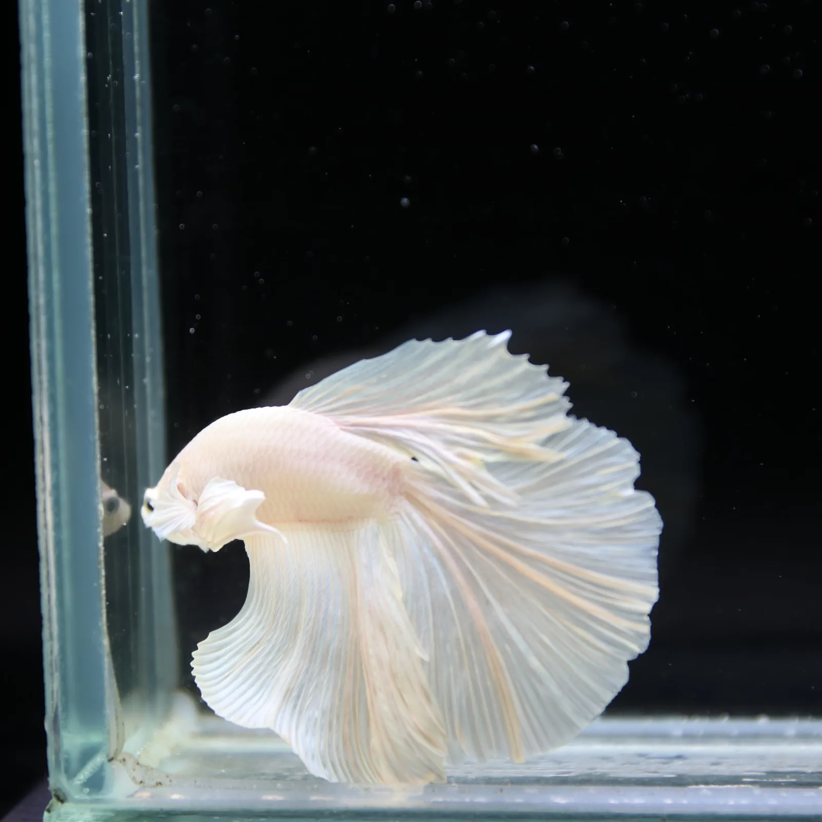 Male White Platinum Halfmoon Betta Fish – Pearly White Long-Fin Betta media 11