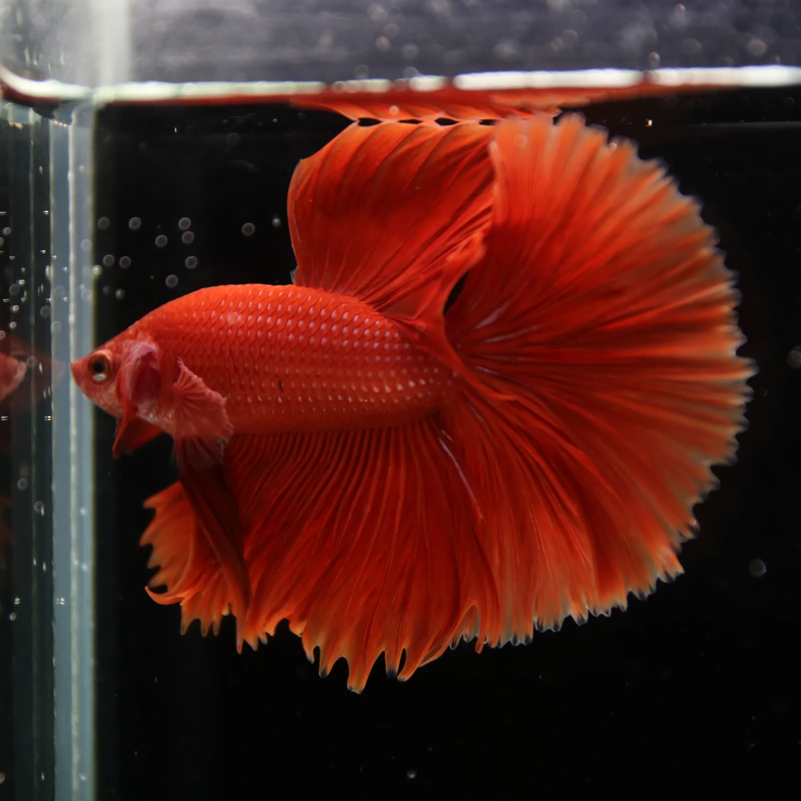 Show Grade Super Red Halfmoon Betta Fish – Male Solid Red Betta splendens media 2