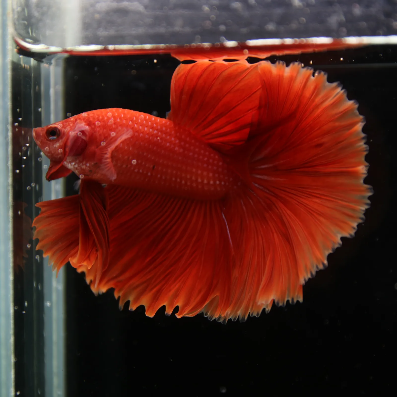 Show Grade Super Red Halfmoon Betta Fish – Male Solid Red Betta splendens media 4