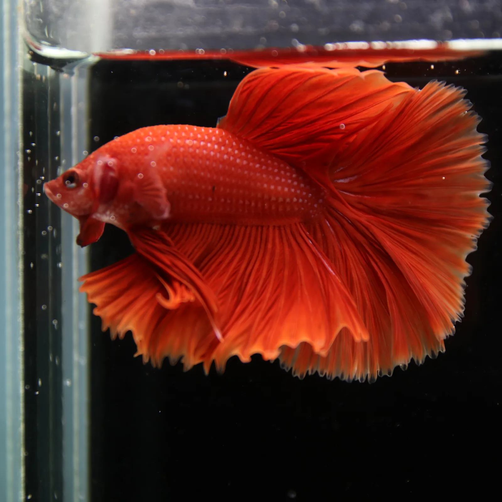 Show Grade Super Red Halfmoon Betta Fish – Male Solid Red Betta splendens media 7