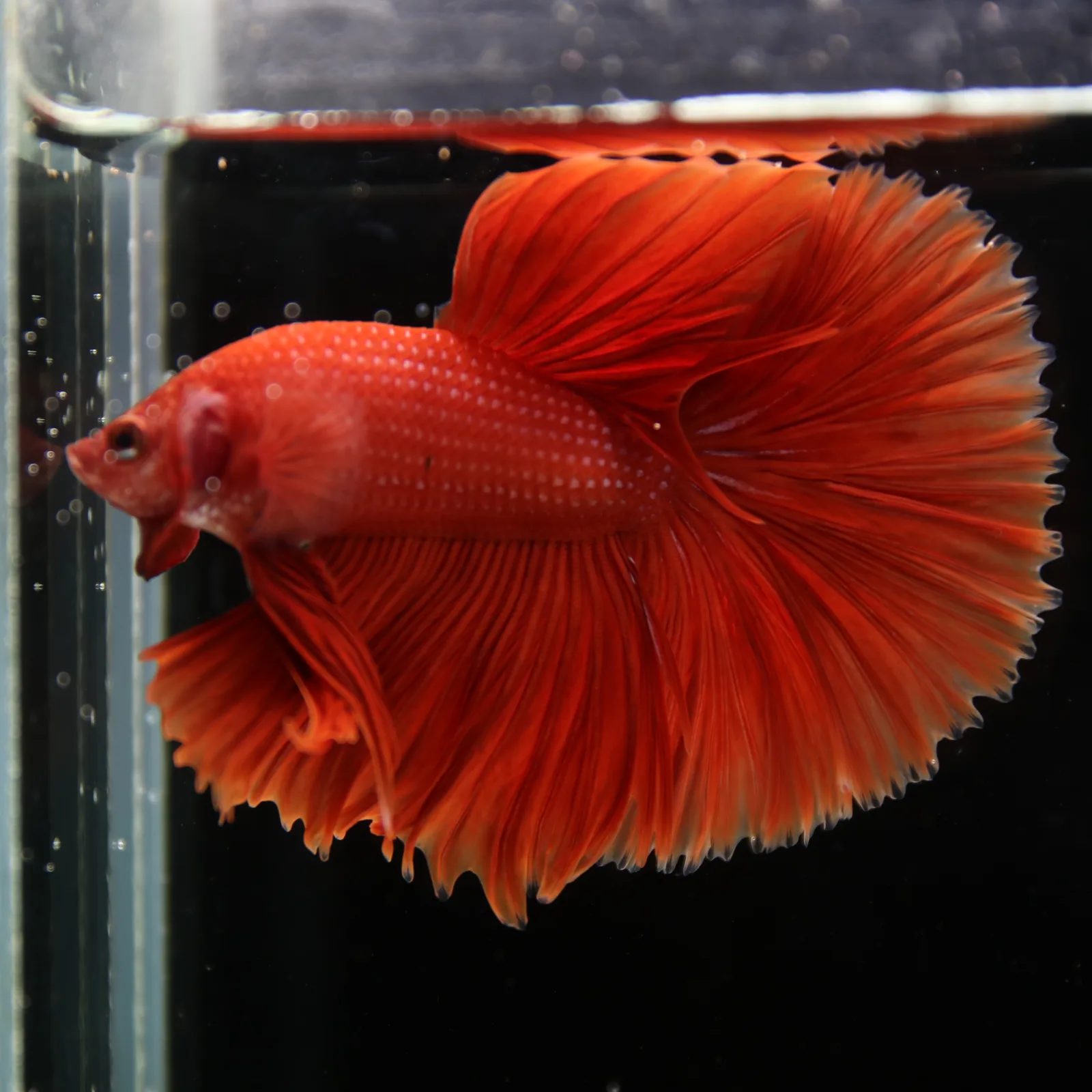 Show Grade Super Red Halfmoon Betta Fish – Male Solid Red Betta splendens media 9