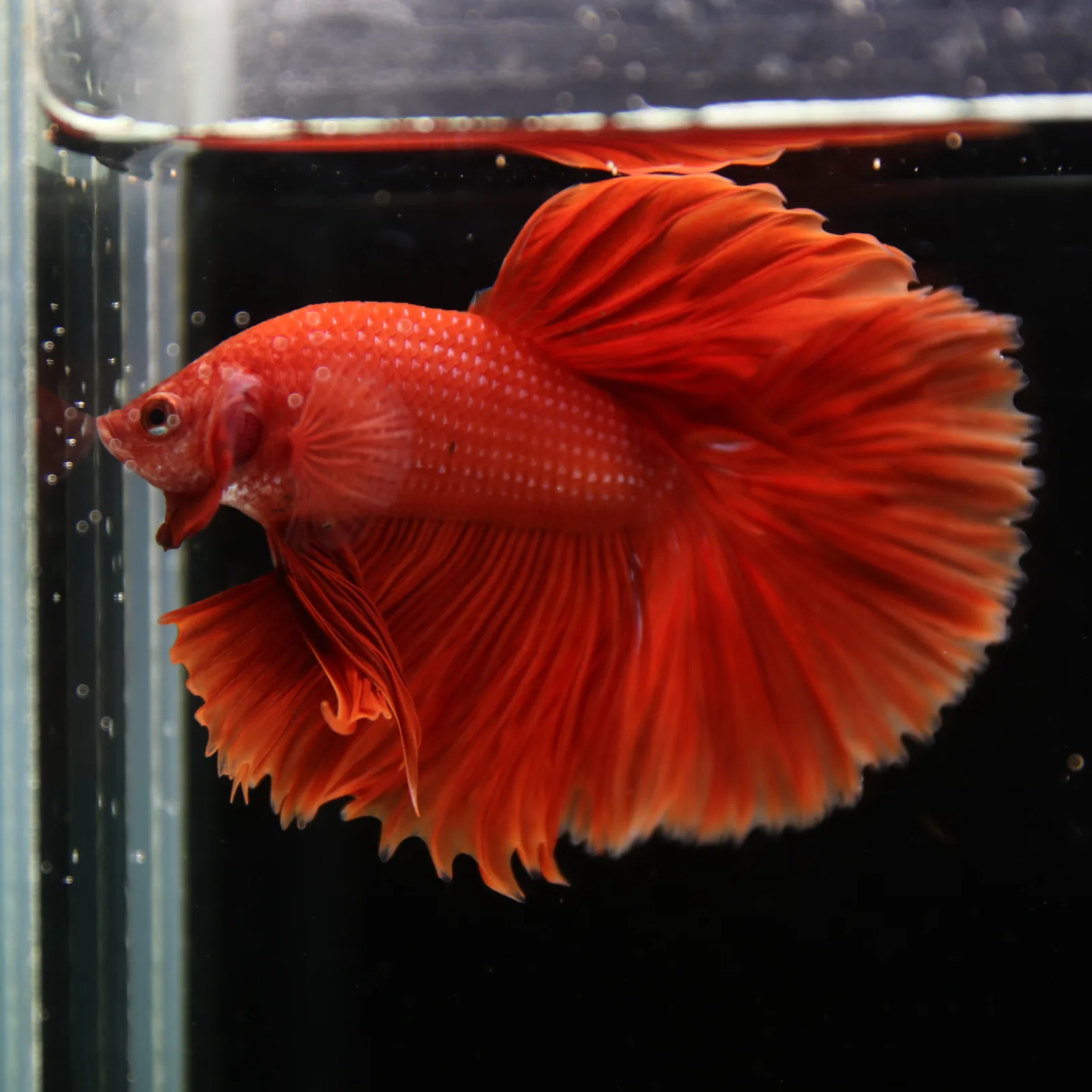 Show Grade Super Red Halfmoon Betta Fish – Male Solid Red Betta splendens media 11