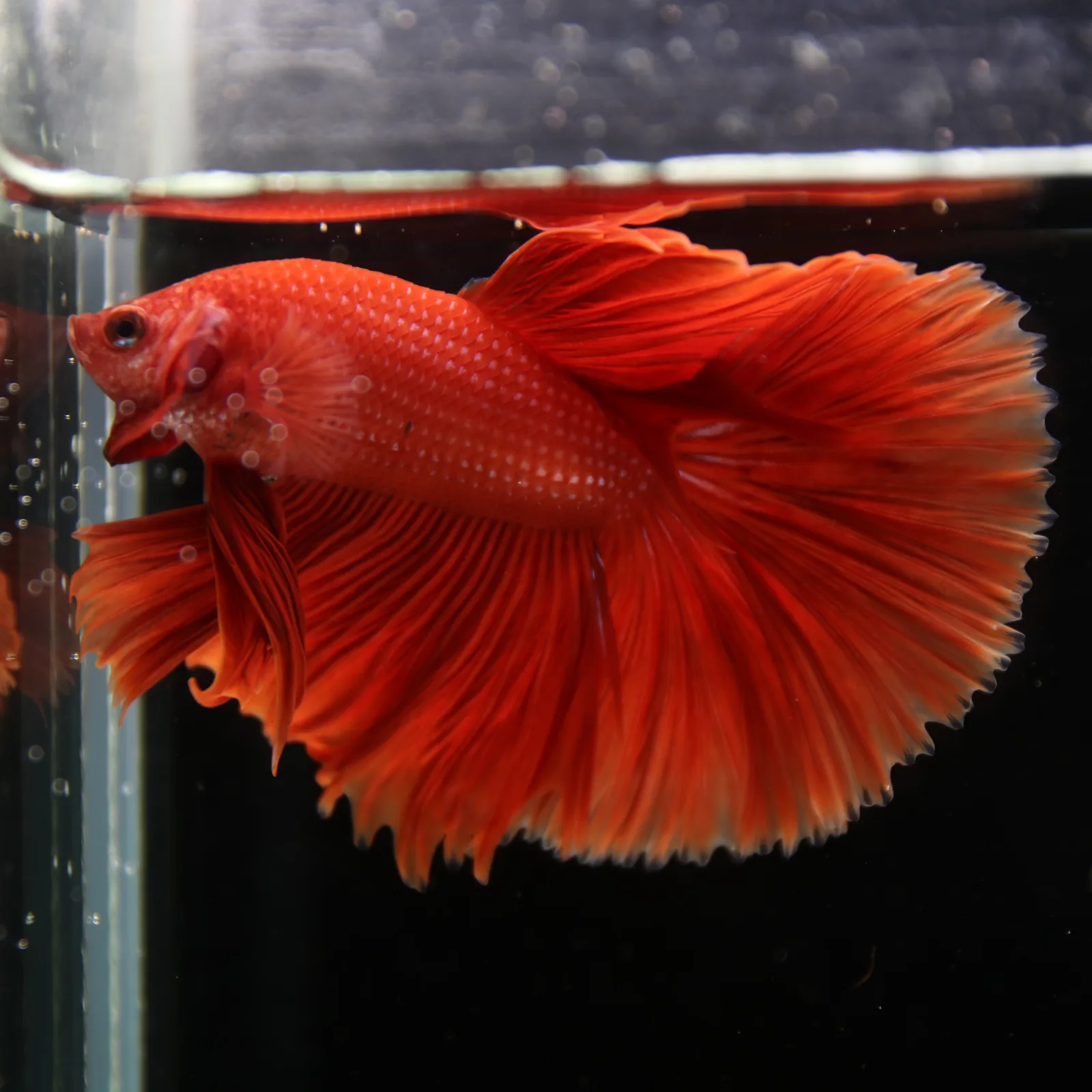 Show Grade Super Red Halfmoon Betta Fish – Male Solid Red Betta splendens media 13