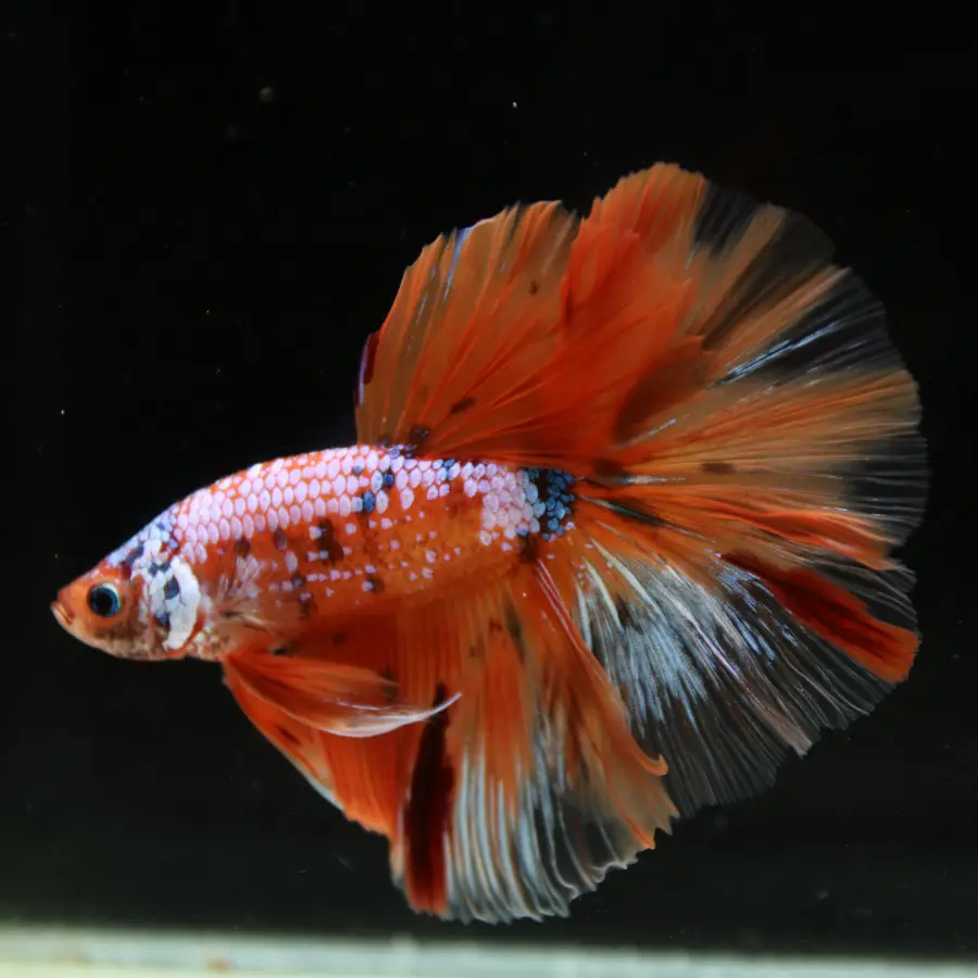 Show Grade Multicolor Galaxy Halfmoon Betta – Orange Koi Male