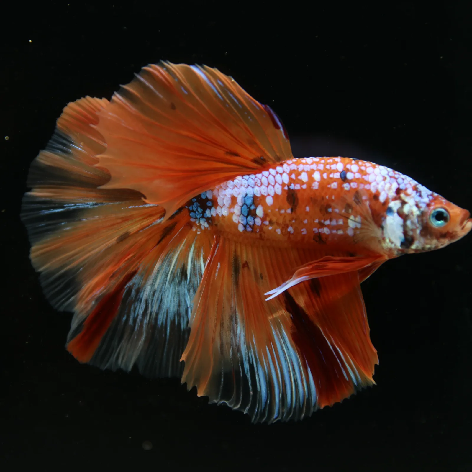 Show Grade Multicolor Galaxy Halfmoon Betta – Orange Koi Male media 2