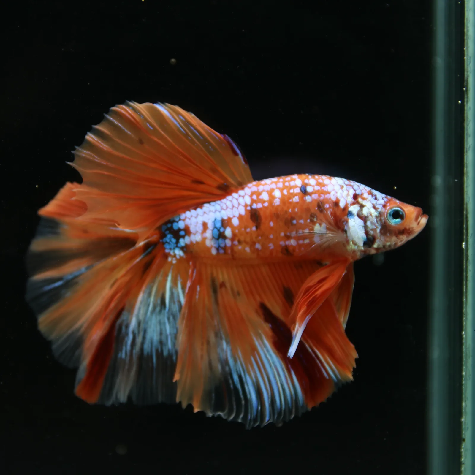 Show Grade Multicolor Galaxy Halfmoon Betta – Orange Koi Male media 3