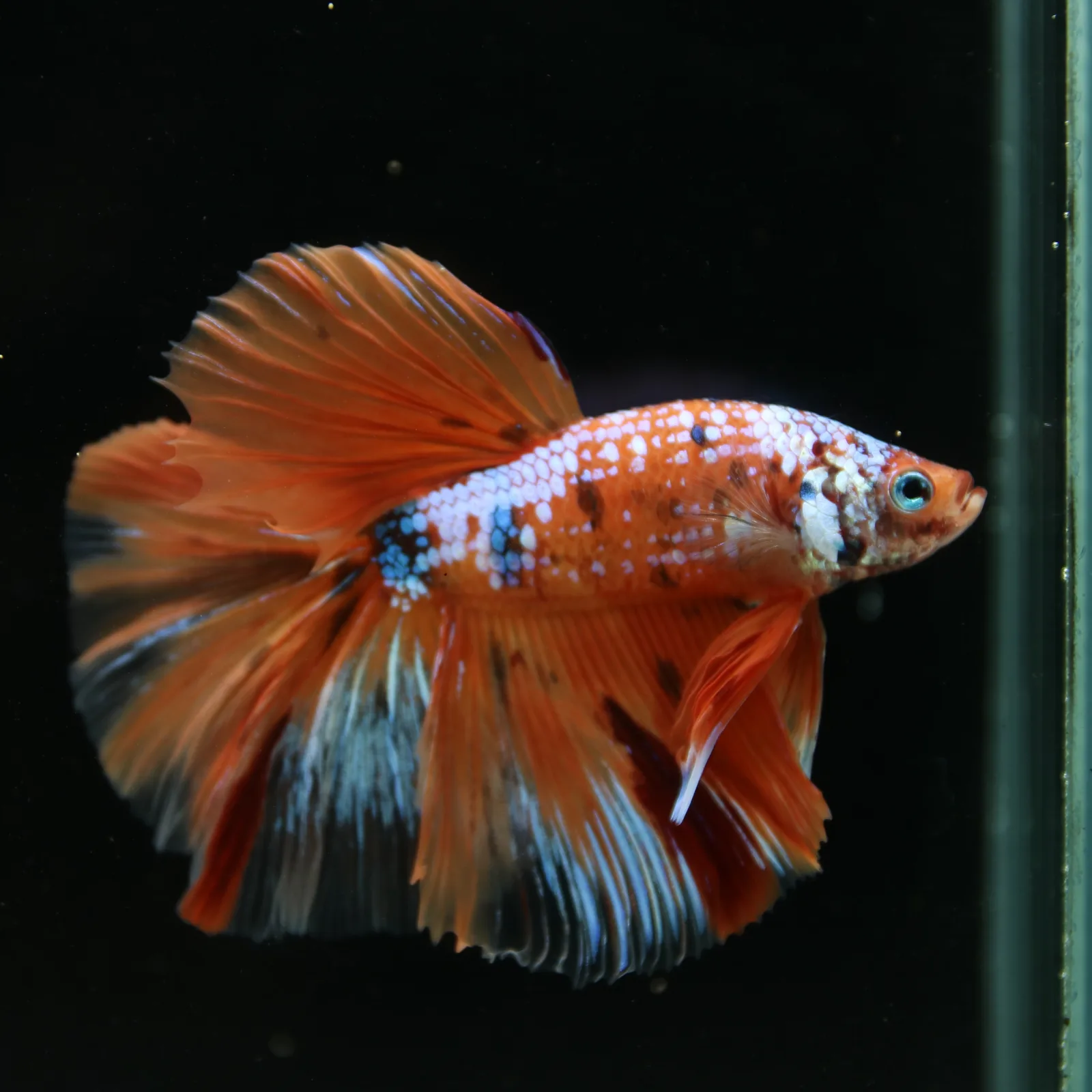 Show Grade Multicolor Galaxy Halfmoon Betta – Orange Koi Male media 4