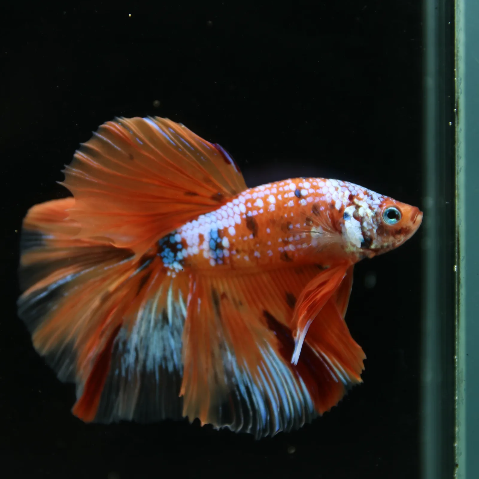 Show Grade Multicolor Galaxy Halfmoon Betta – Orange Koi Male media 5