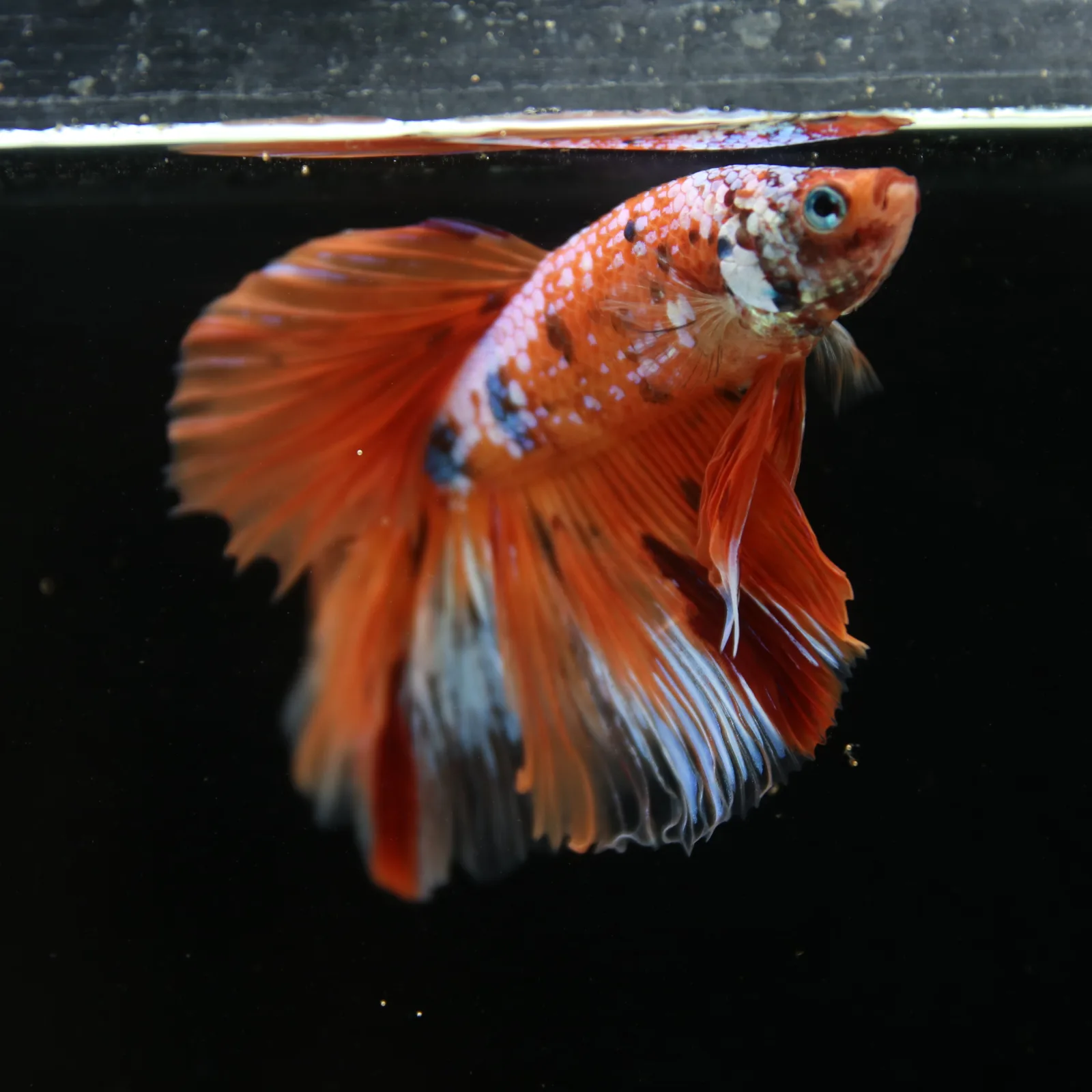 Show Grade Multicolor Galaxy Halfmoon Betta – Orange Koi Male media 8
