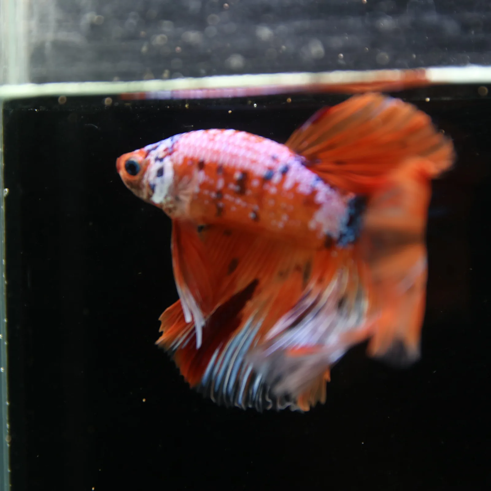 Show Grade Multicolor Galaxy Halfmoon Betta – Orange Koi Male media 12