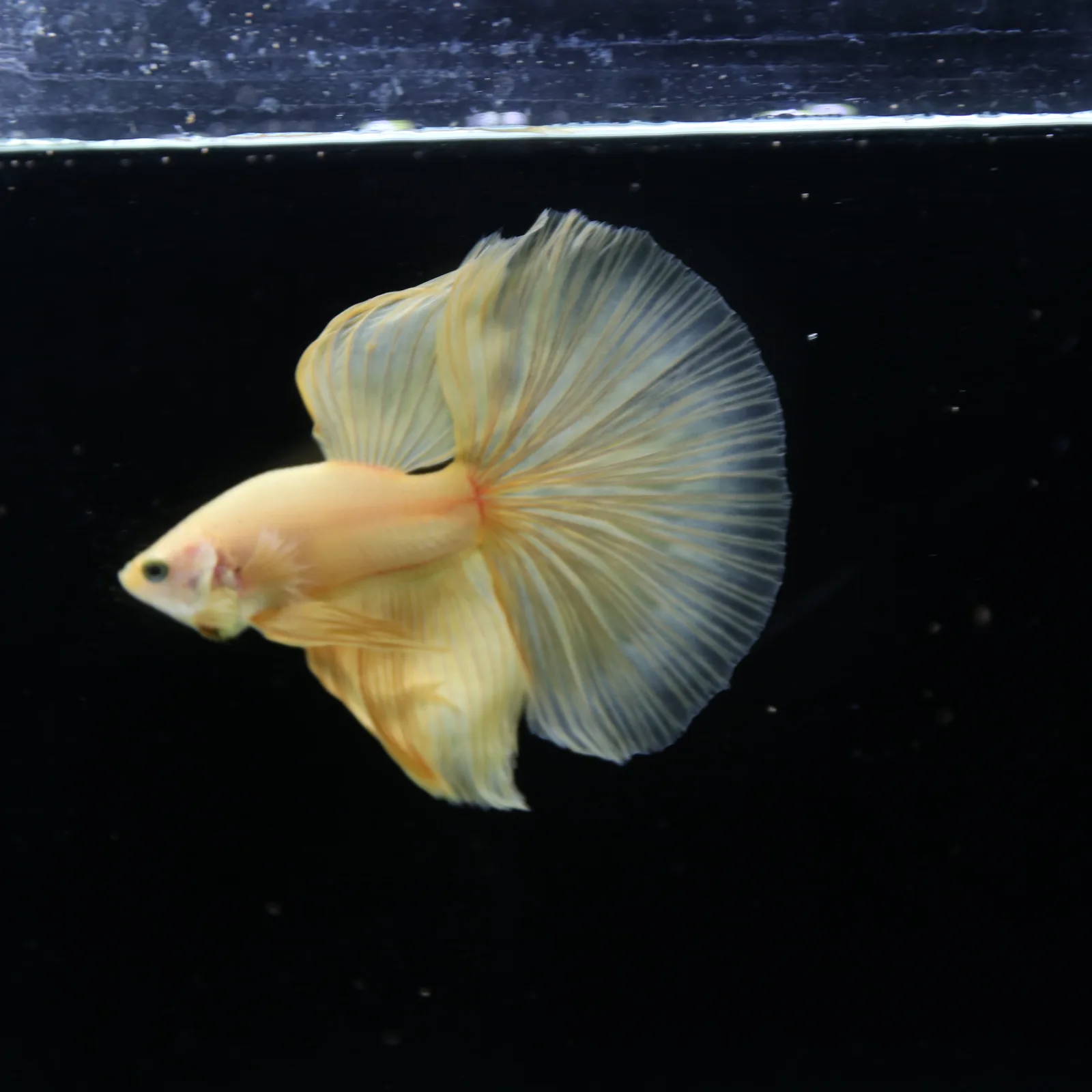 Show Grade Multicolor Galaxy Halfmoon Betta – Orange Male media 2