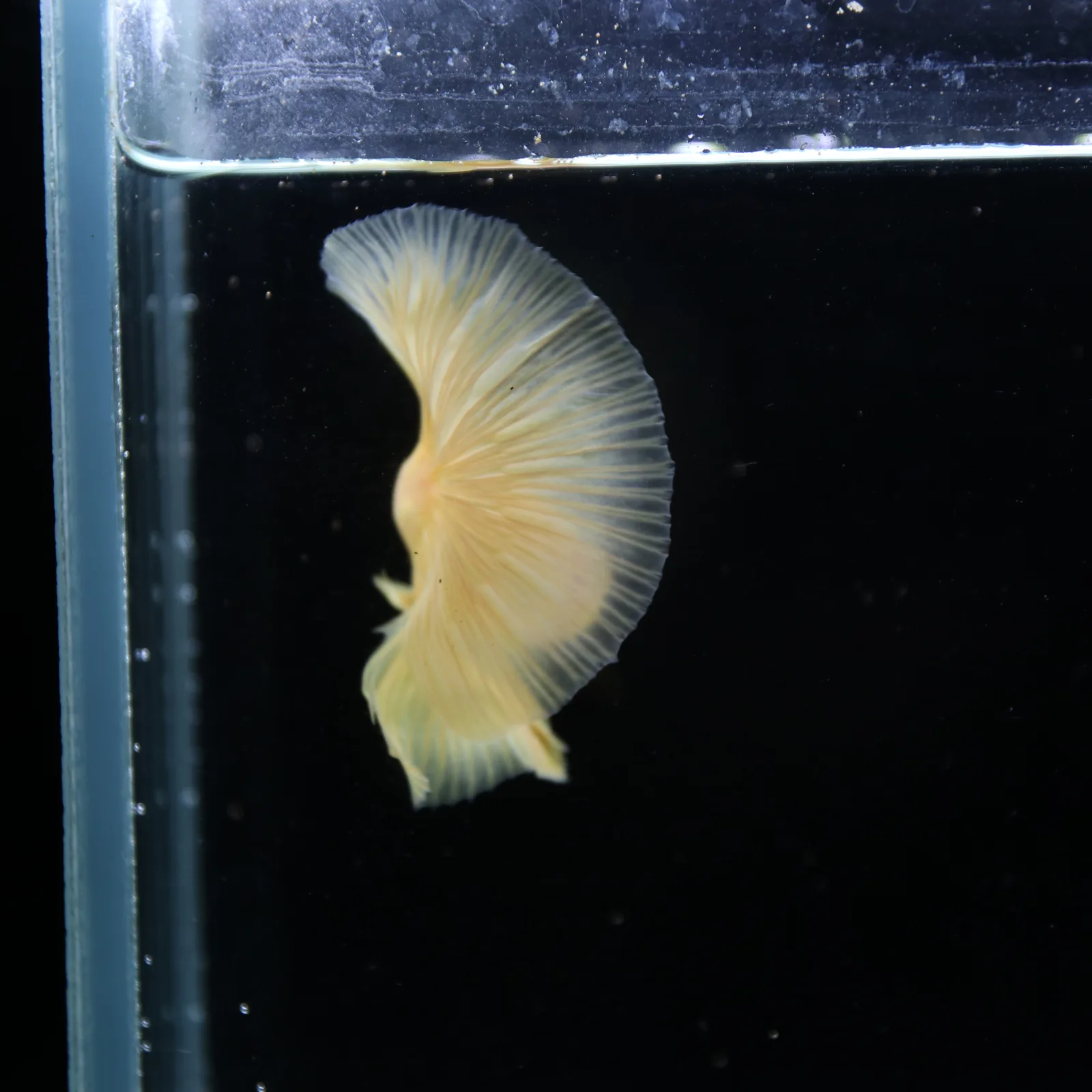 Show Grade Multicolor Galaxy Halfmoon Betta – Orange Male media 4