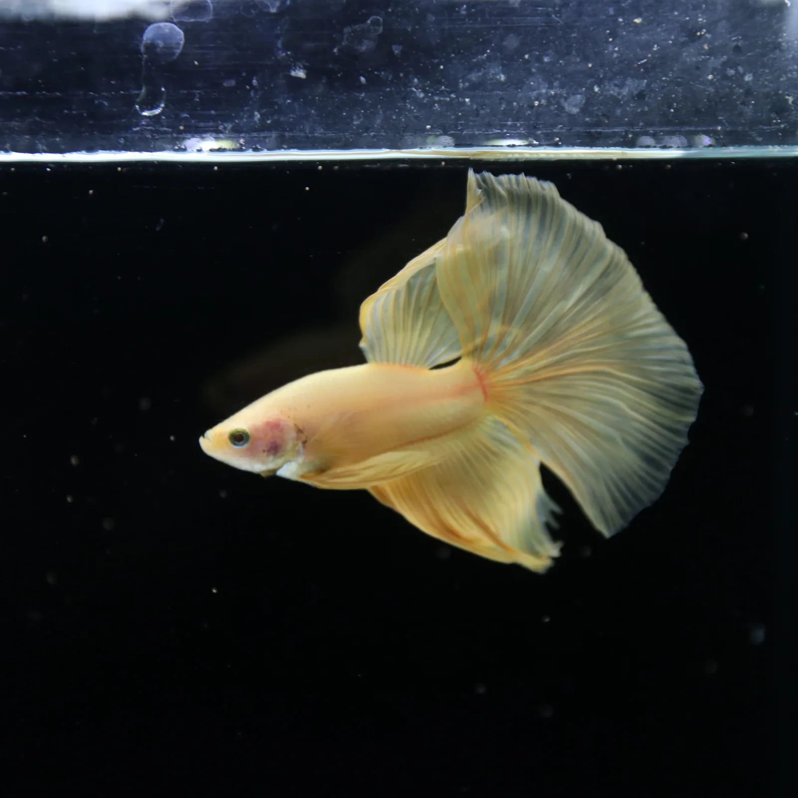 Show Grade Multicolor Galaxy Halfmoon Betta – Orange Male media 7