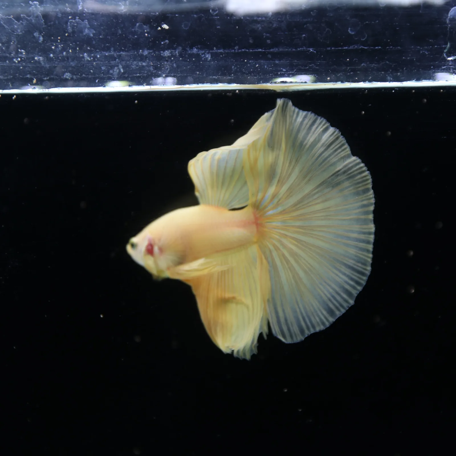 Show Grade Multicolor Galaxy Halfmoon Betta – Orange Male media 9