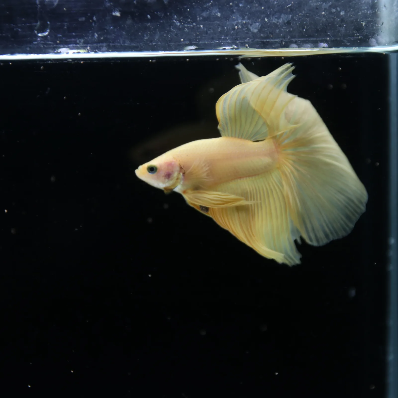 Show Grade Multicolor Galaxy Halfmoon Betta – Orange Male media 12