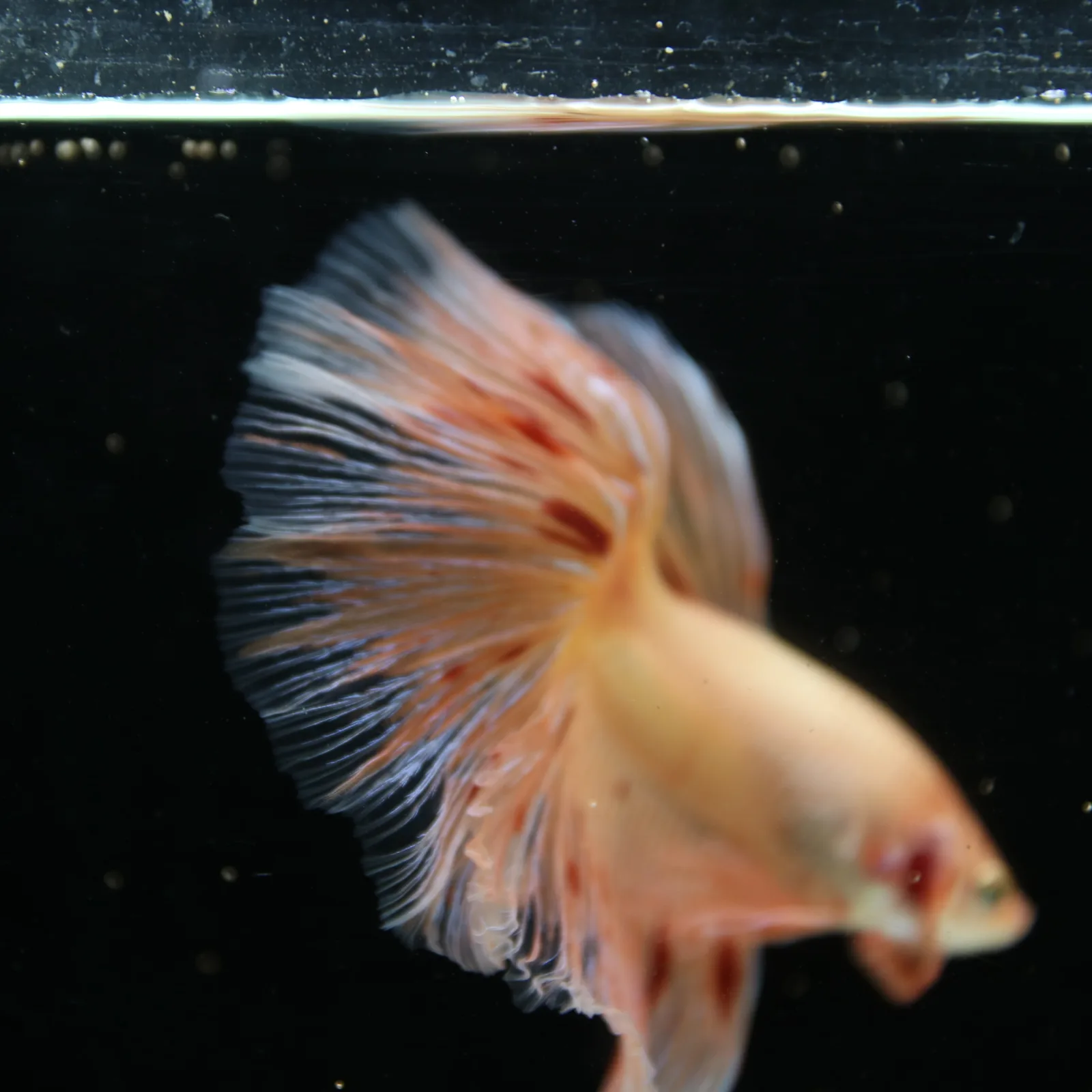 Show Grade Lavender Orange Halfmoon Betta – Pastel Male Betta splendens media 4