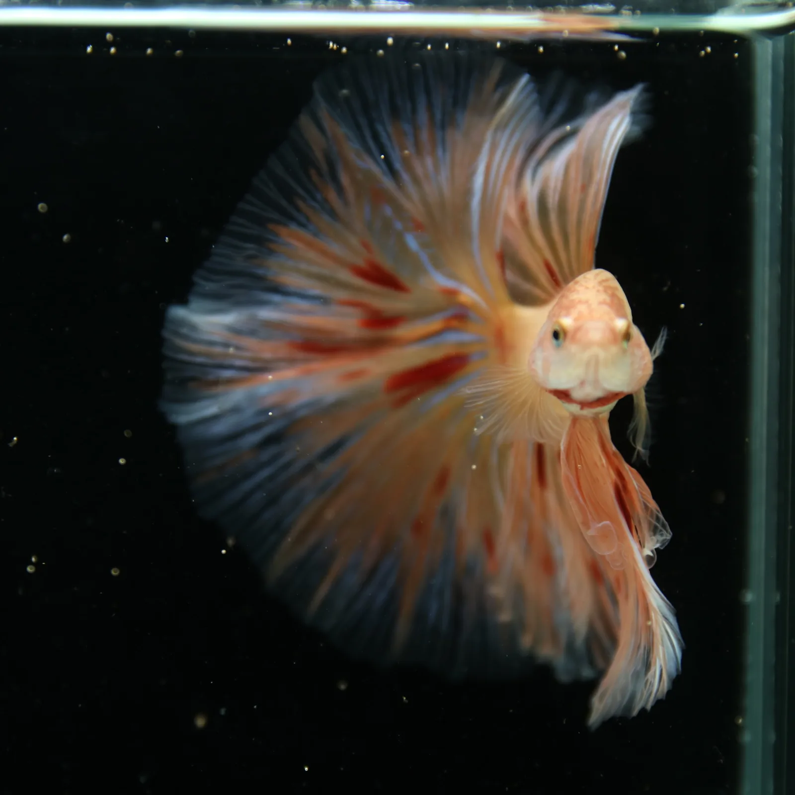 Show Grade Lavender Orange Halfmoon Betta – Pastel Male Betta splendens media 9
