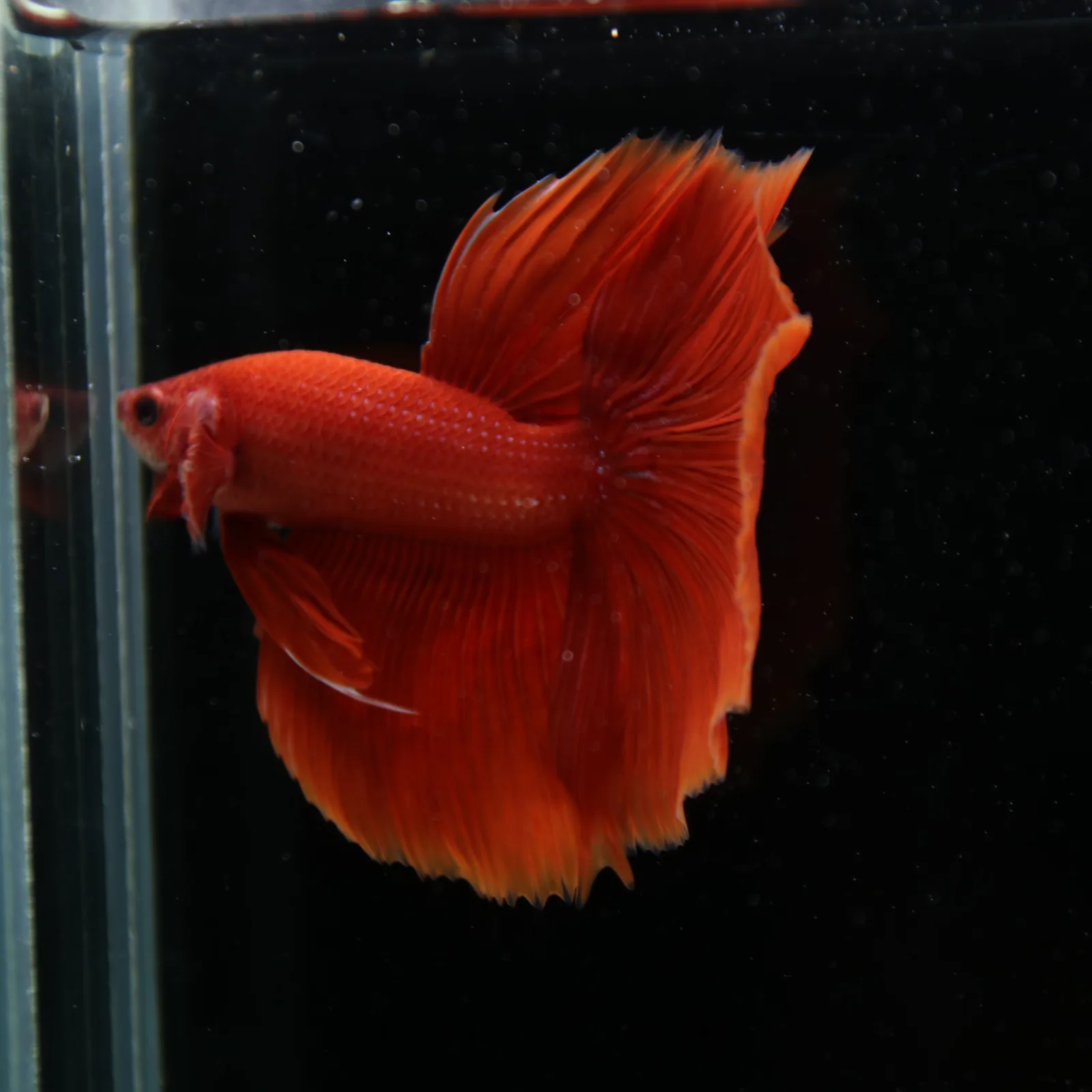 Show Grade Super Red Halfmoon Betta – Solid Red Male media 3