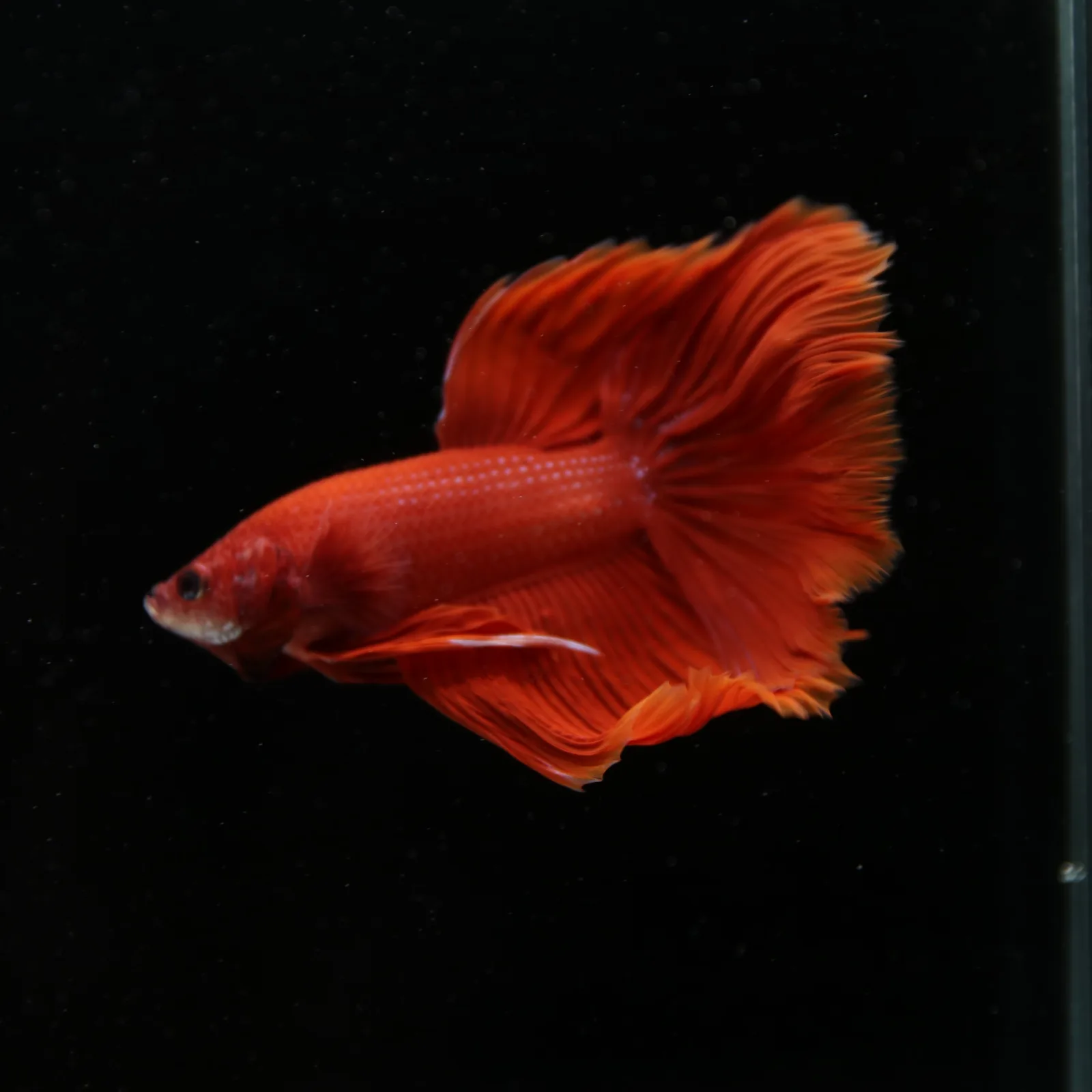 Show Grade Super Red Halfmoon Betta – Solid Red Male media 6