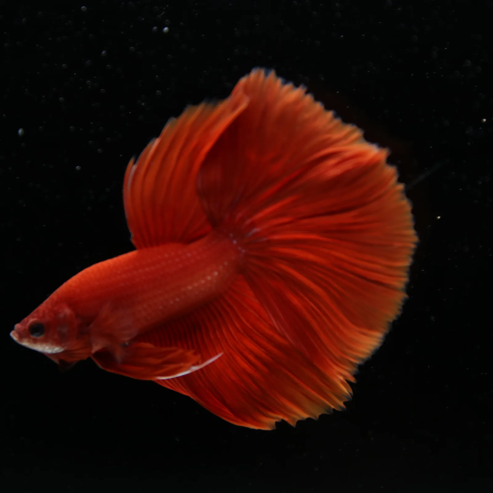 Show Grade Super Red Halfmoon Betta – Solid Red Male media 8
