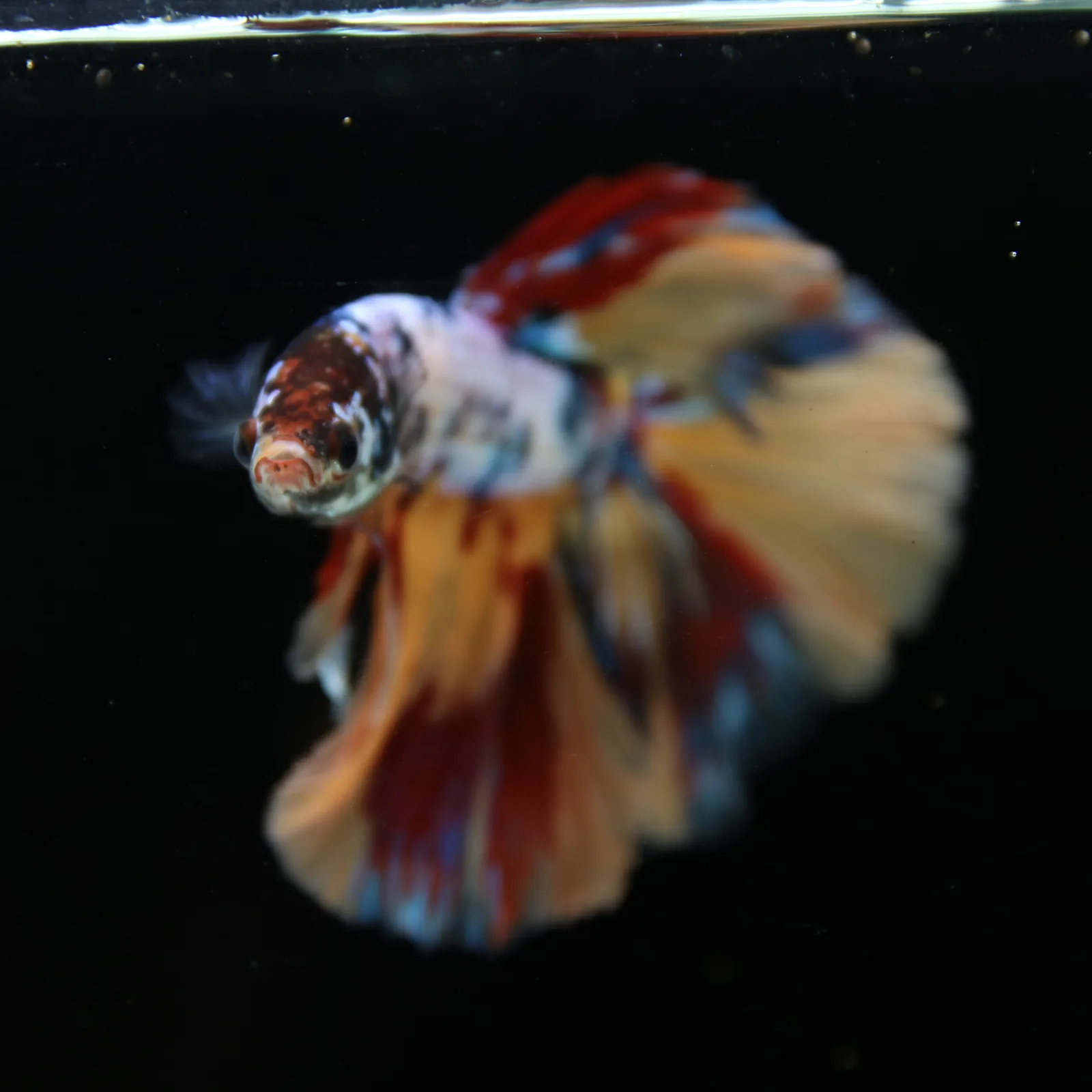 Male Multicolor Marble Halfmoon Betta – Orange, Red & Metallic Blue media 7