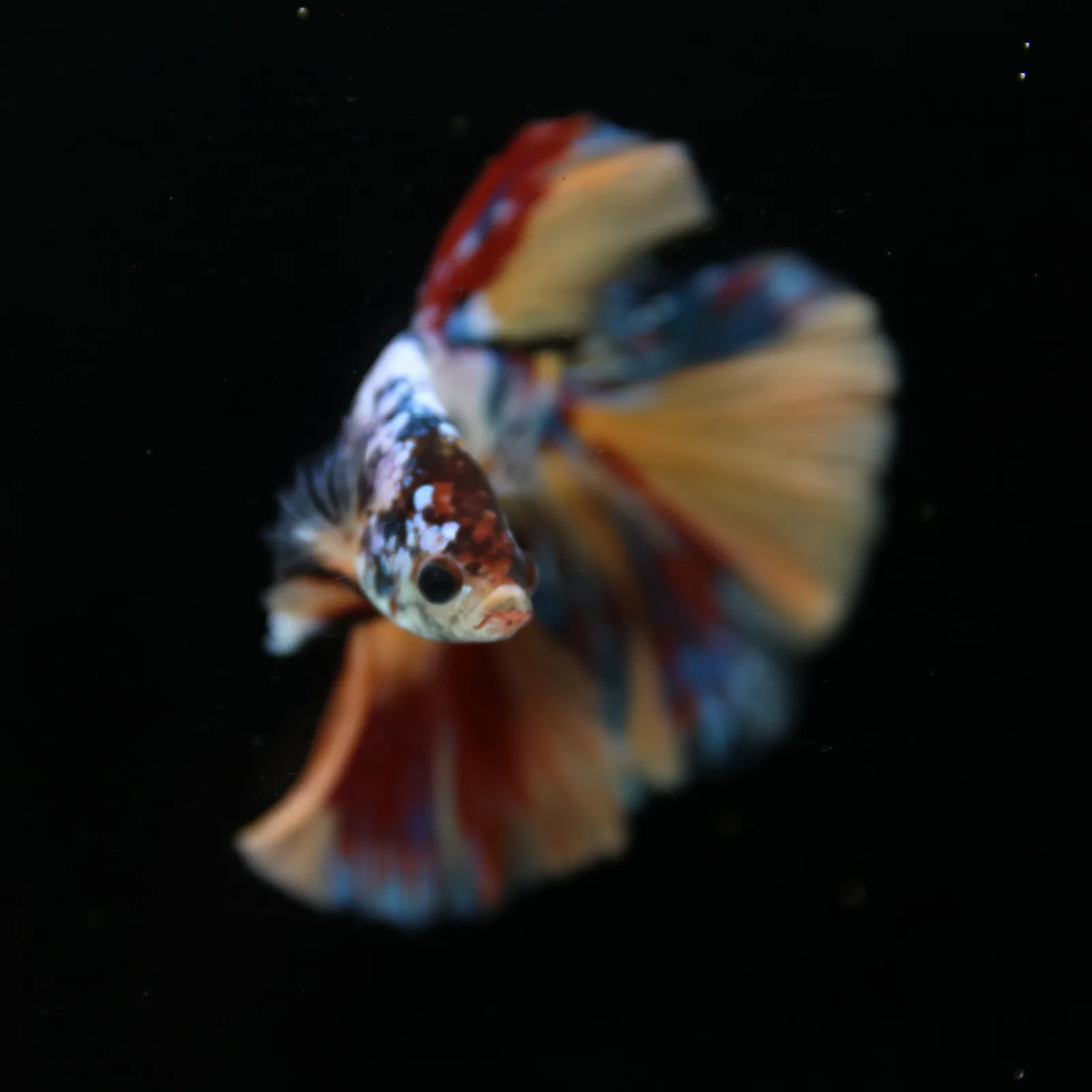 Male Multicolor Marble Halfmoon Betta – Orange, Red & Metallic Blue media 9