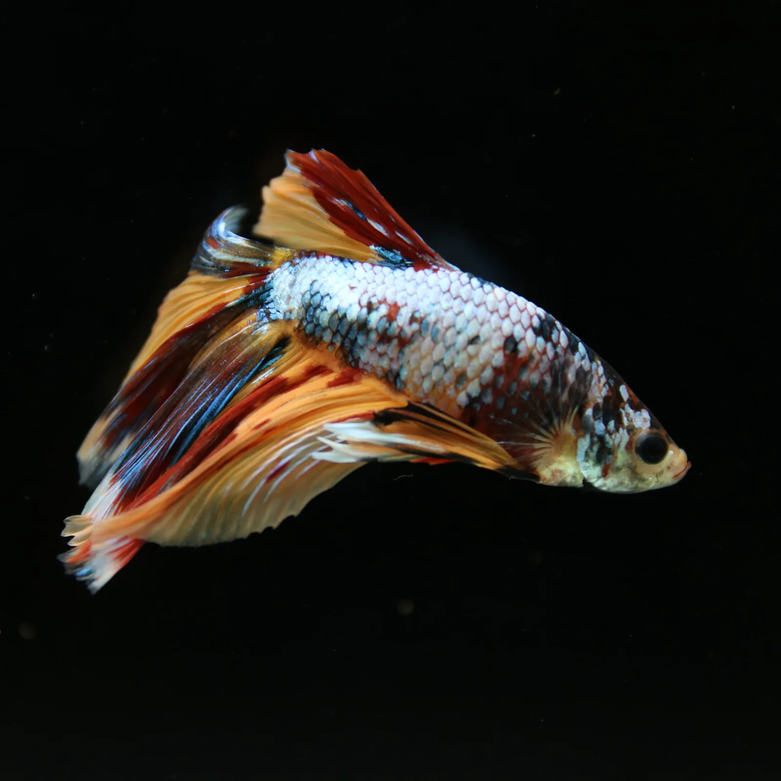 Male Multicolor Marble Halfmoon Betta – Orange, Red & Metallic Blue media 12