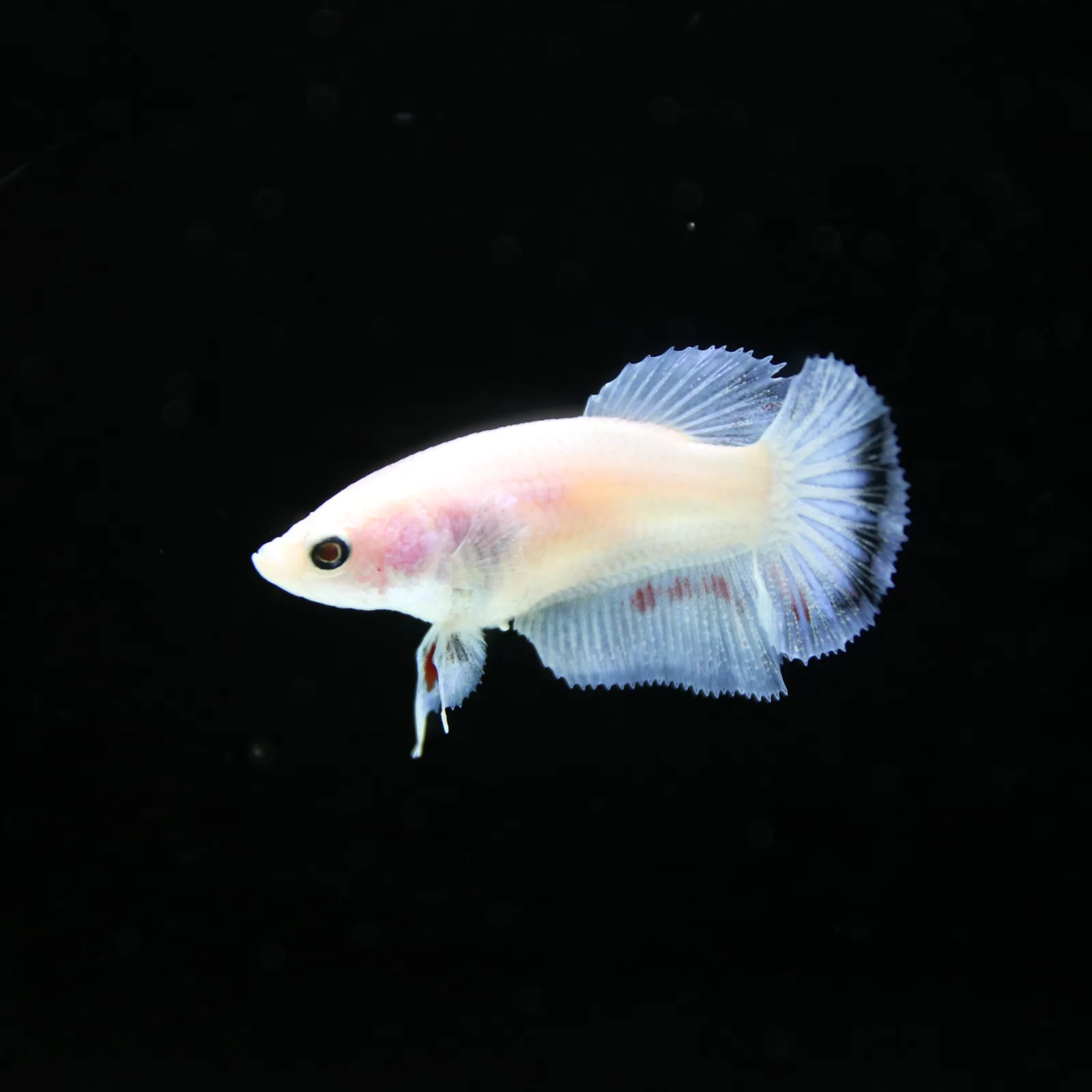 Platinum Pastel Blue Blush Halfmoon Rosetail Female Betta Fish media 3
