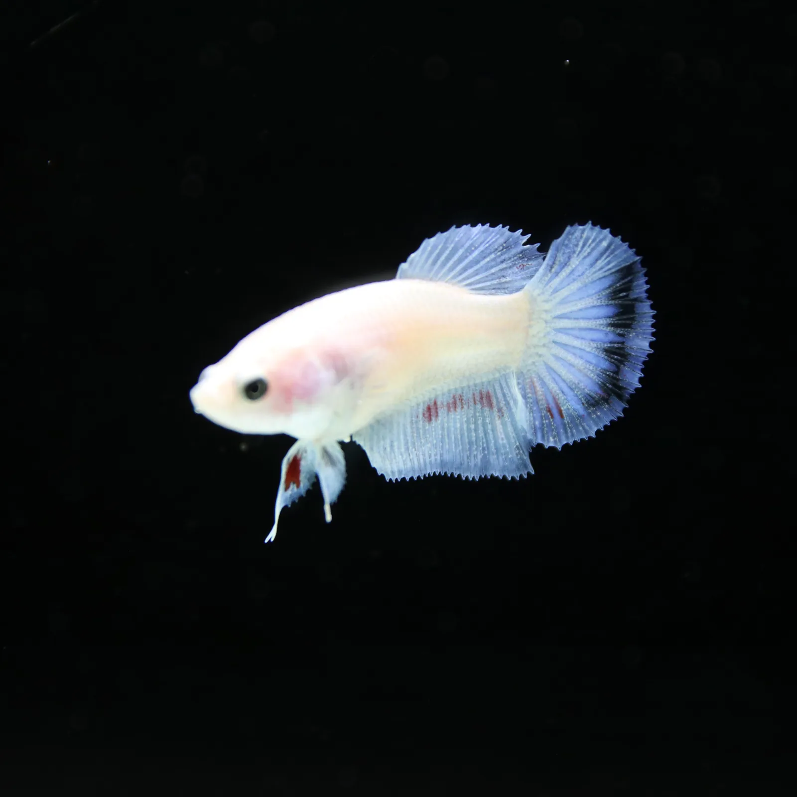 Platinum Pastel Blue Blush Halfmoon Rosetail Female Betta Fish media 5