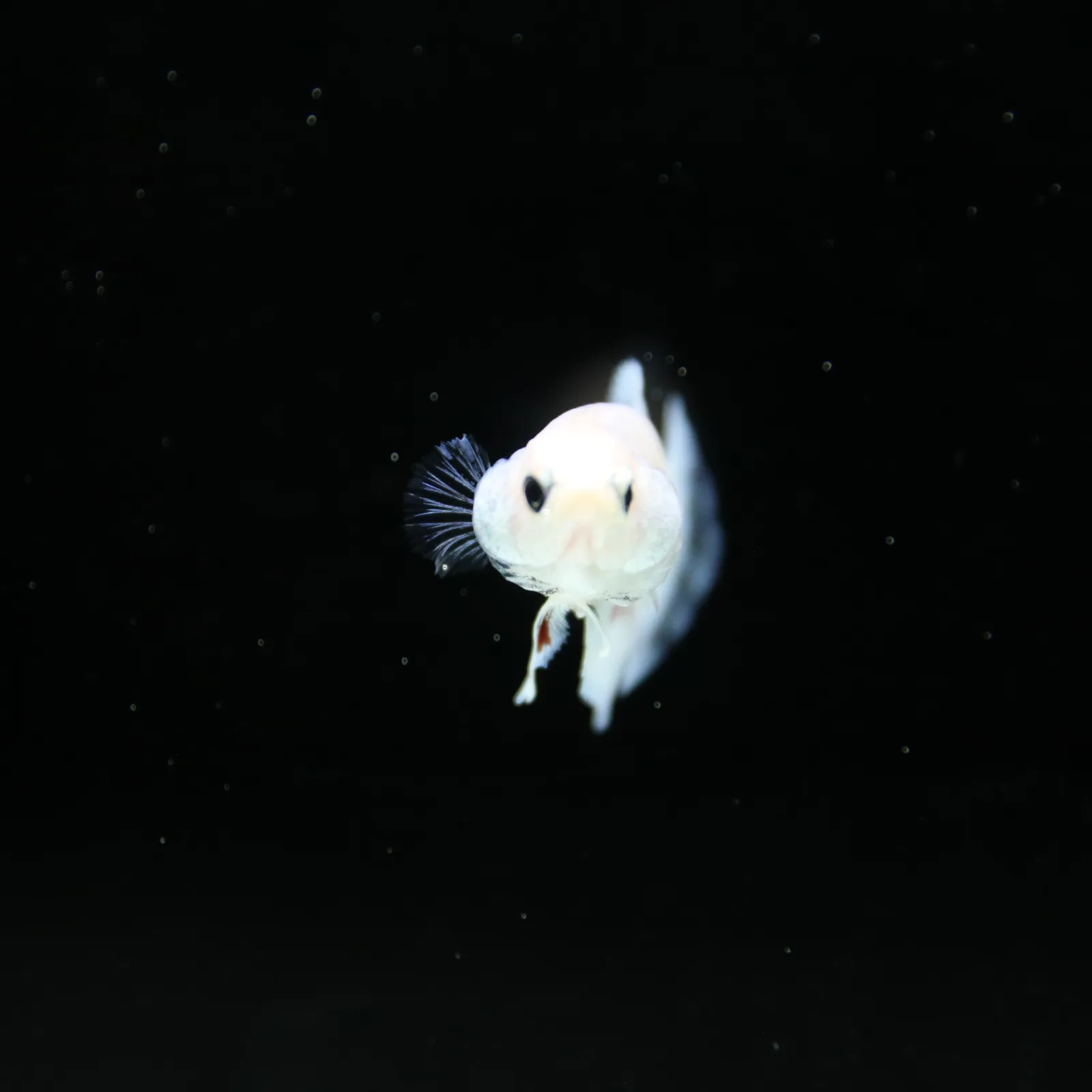 Platinum Pastel Blue Blush Halfmoon Rosetail Female Betta Fish media 8
