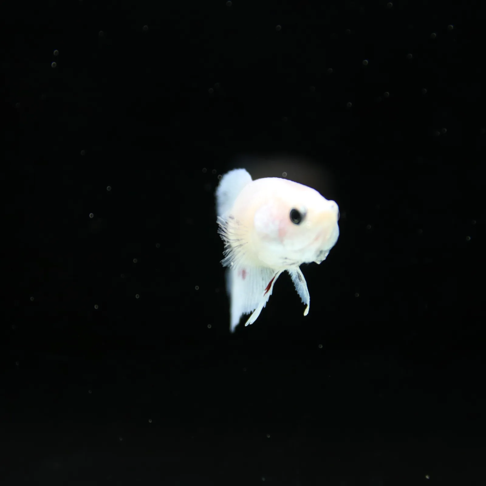 Platinum Pastel Blue Blush Halfmoon Rosetail Female Betta Fish media 10