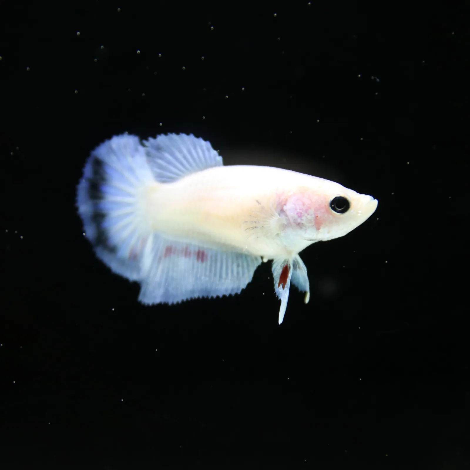Platinum Pastel Blue Blush Halfmoon Rosetail Female Betta Fish media 13