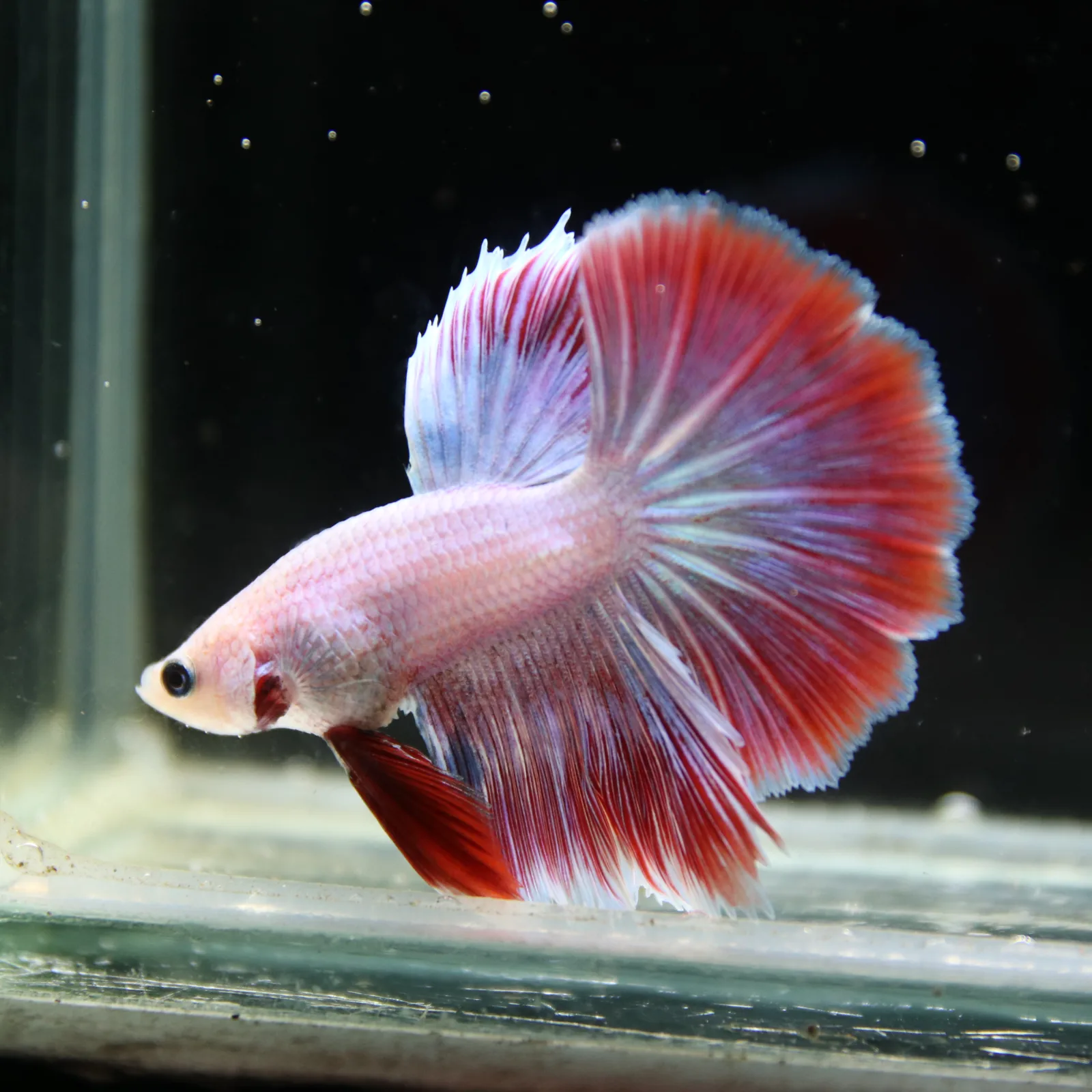 Platinum Red Butterfly Halfmoon Rosetail Male Betta Fish media 2