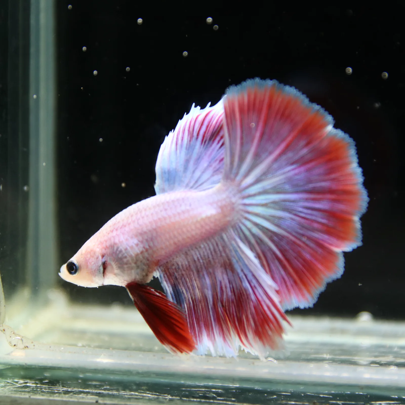 Platinum Red Butterfly Halfmoon Rosetail Male Betta Fish media 6