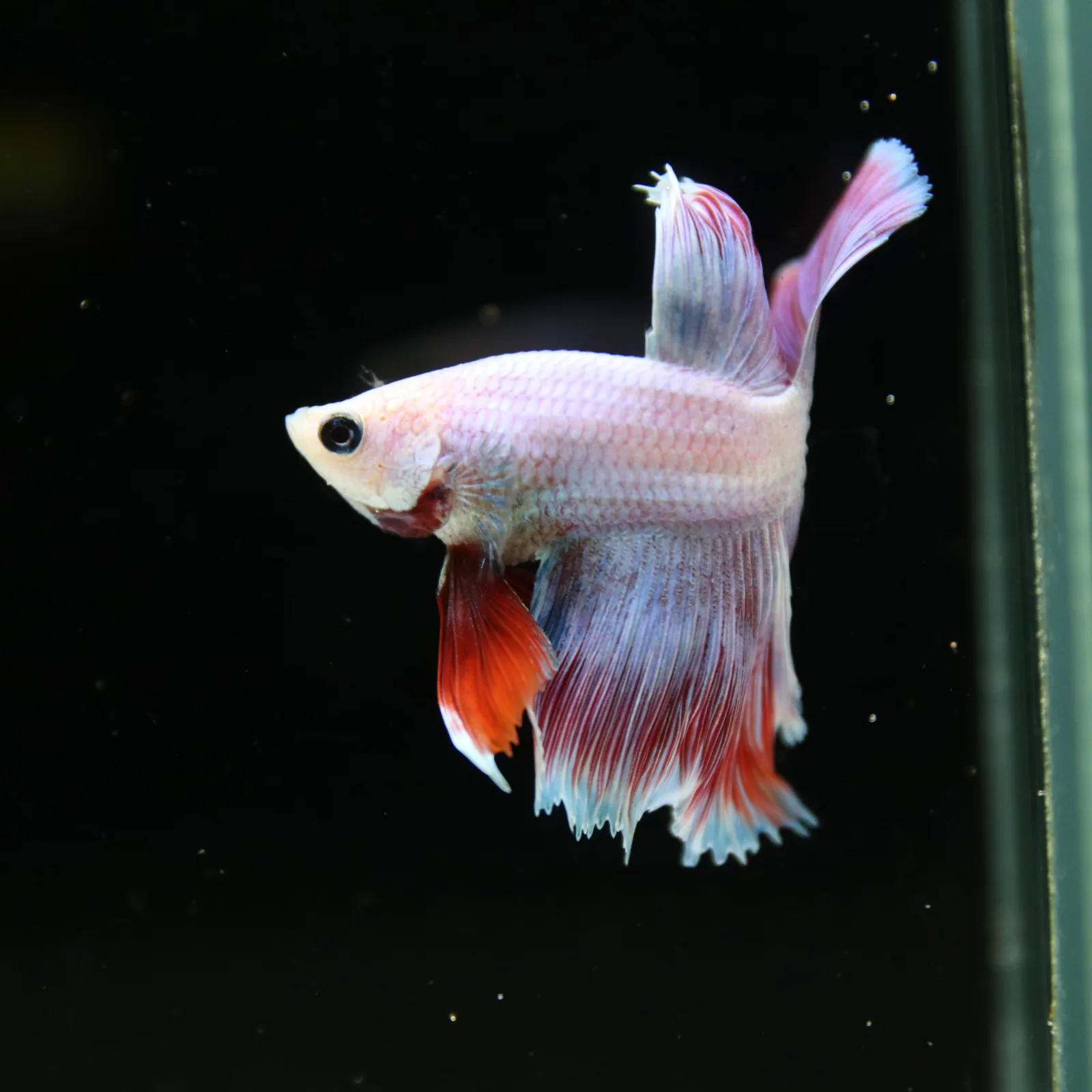 Platinum Red Butterfly Halfmoon Rosetail Male Betta Fish media 9