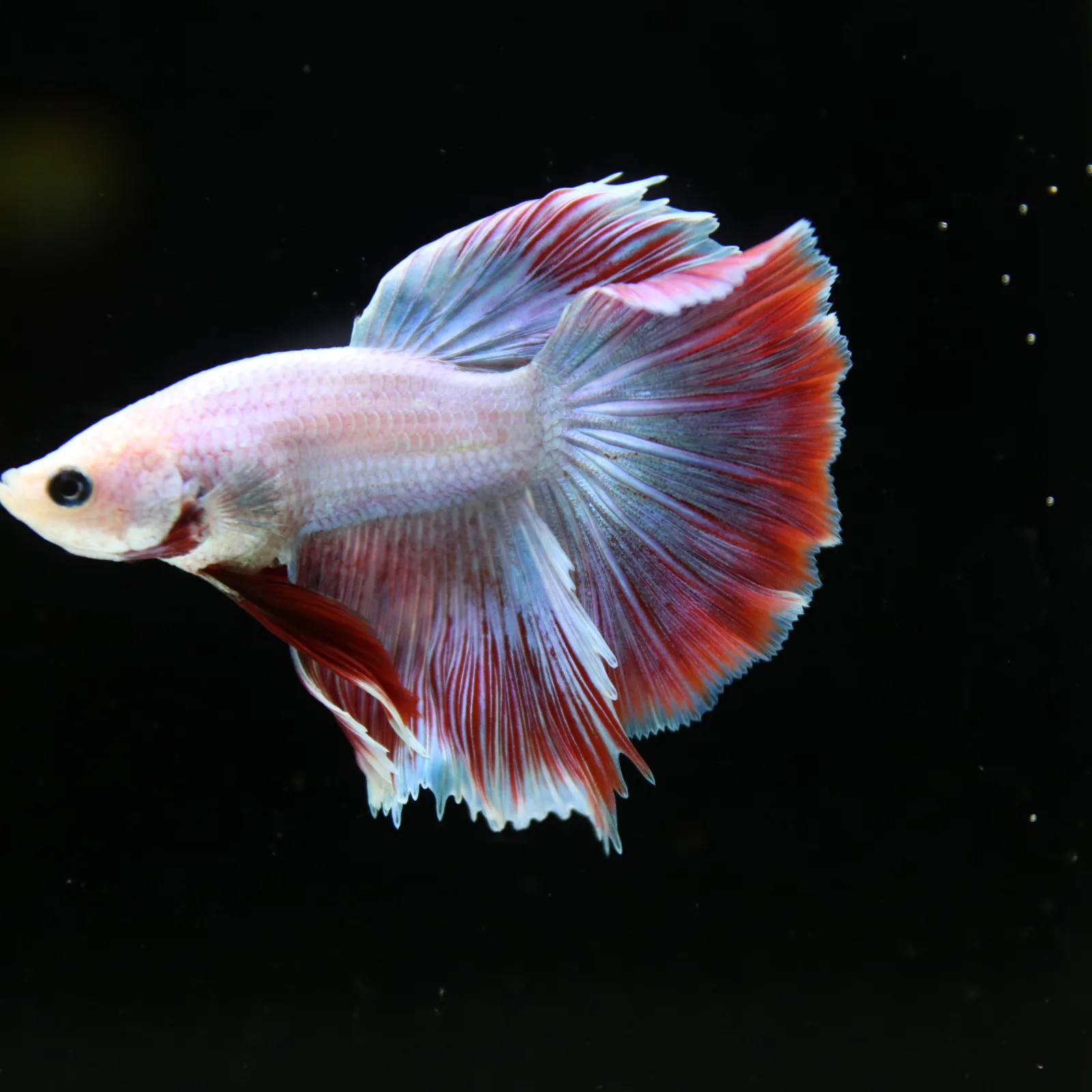 Platinum Red Butterfly Halfmoon Rosetail Male Betta Fish media 10