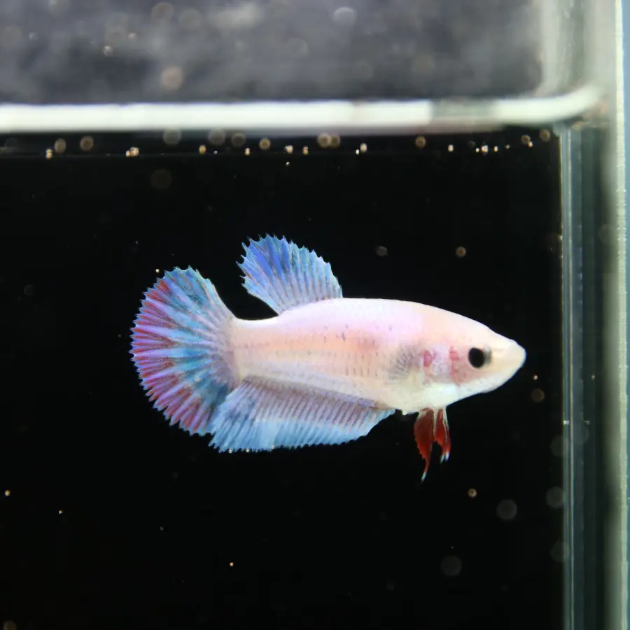 Platinum Blue Red Fancy Halfmoon Rosetail Female Betta Fish